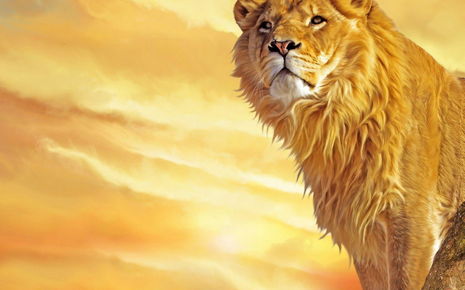 1920x1200 Male Lion Wallpaper HD Download For Desktop Mobile 1920x1200