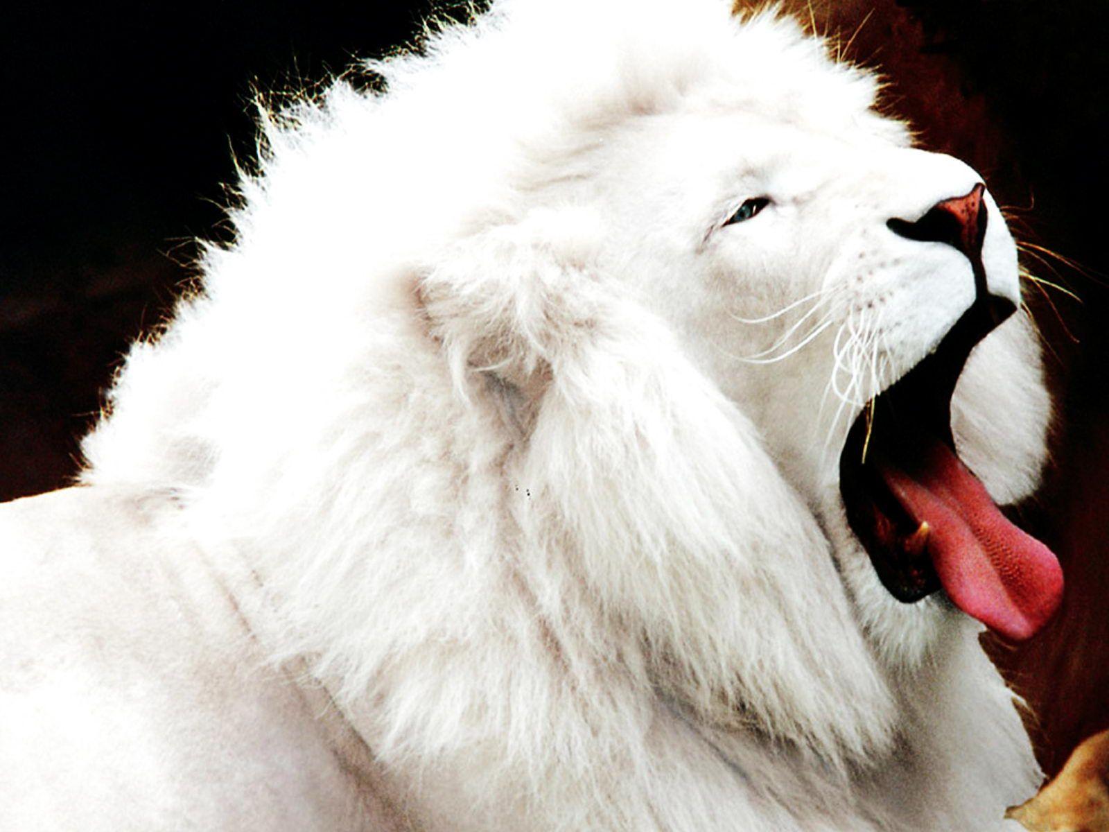 1600x1200 Wallpaper, picture, image.: White Lions