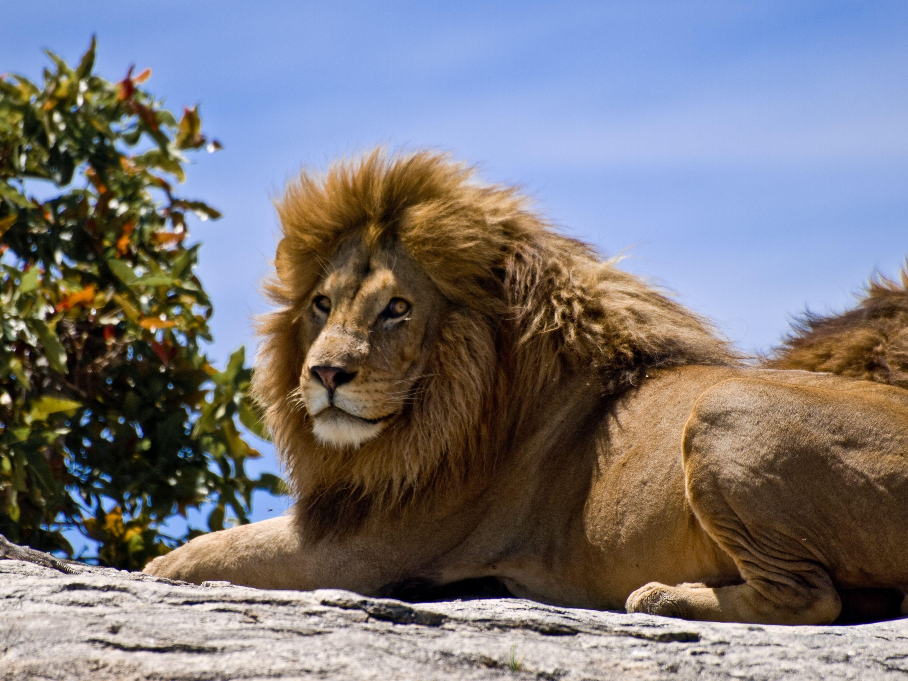 3648x2736 Lion