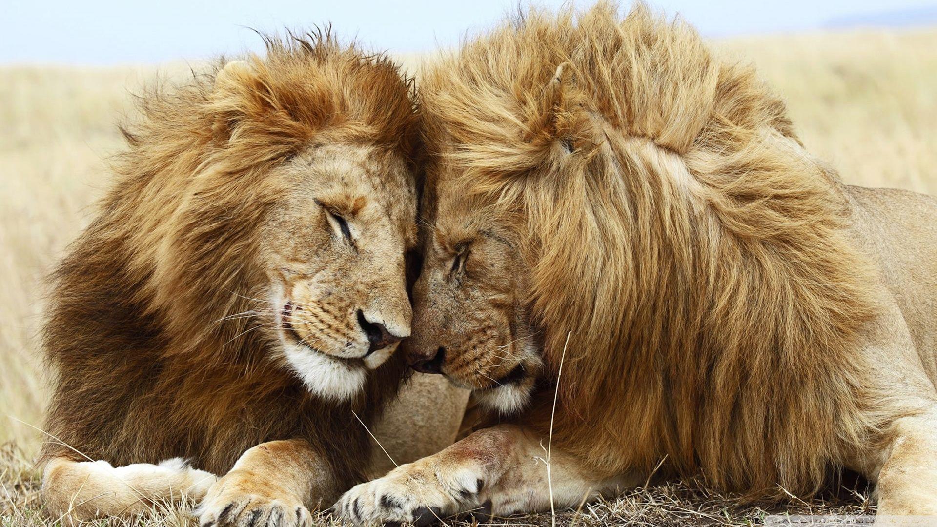 1920x1080 Two Male Lions Ultra HD Desktop Background Wallpaper for 4K UHD TV : Widescreen & UltraWide Desktop & Laptop : Tablet