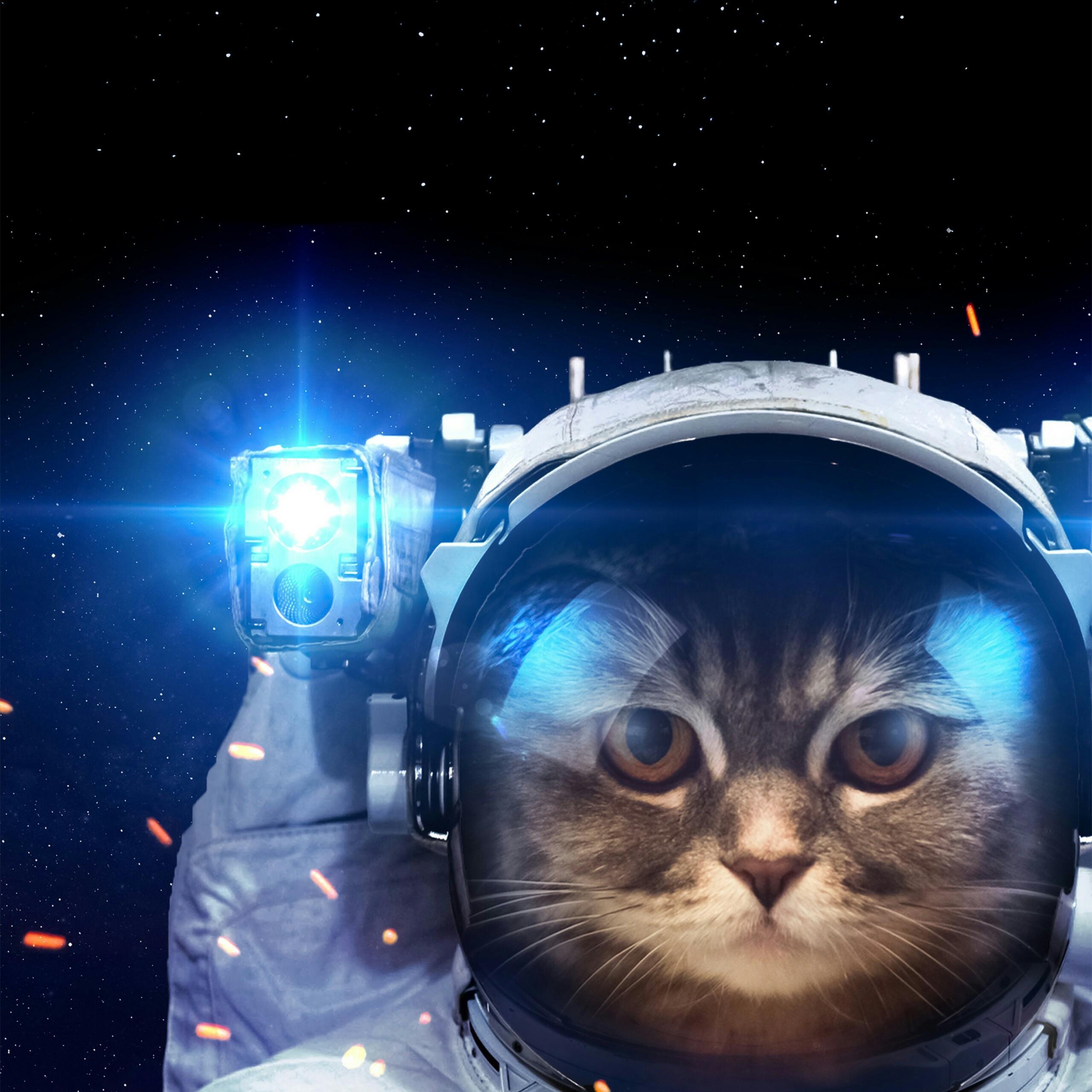 2560x2560 Cool Space Animals Wallpaper