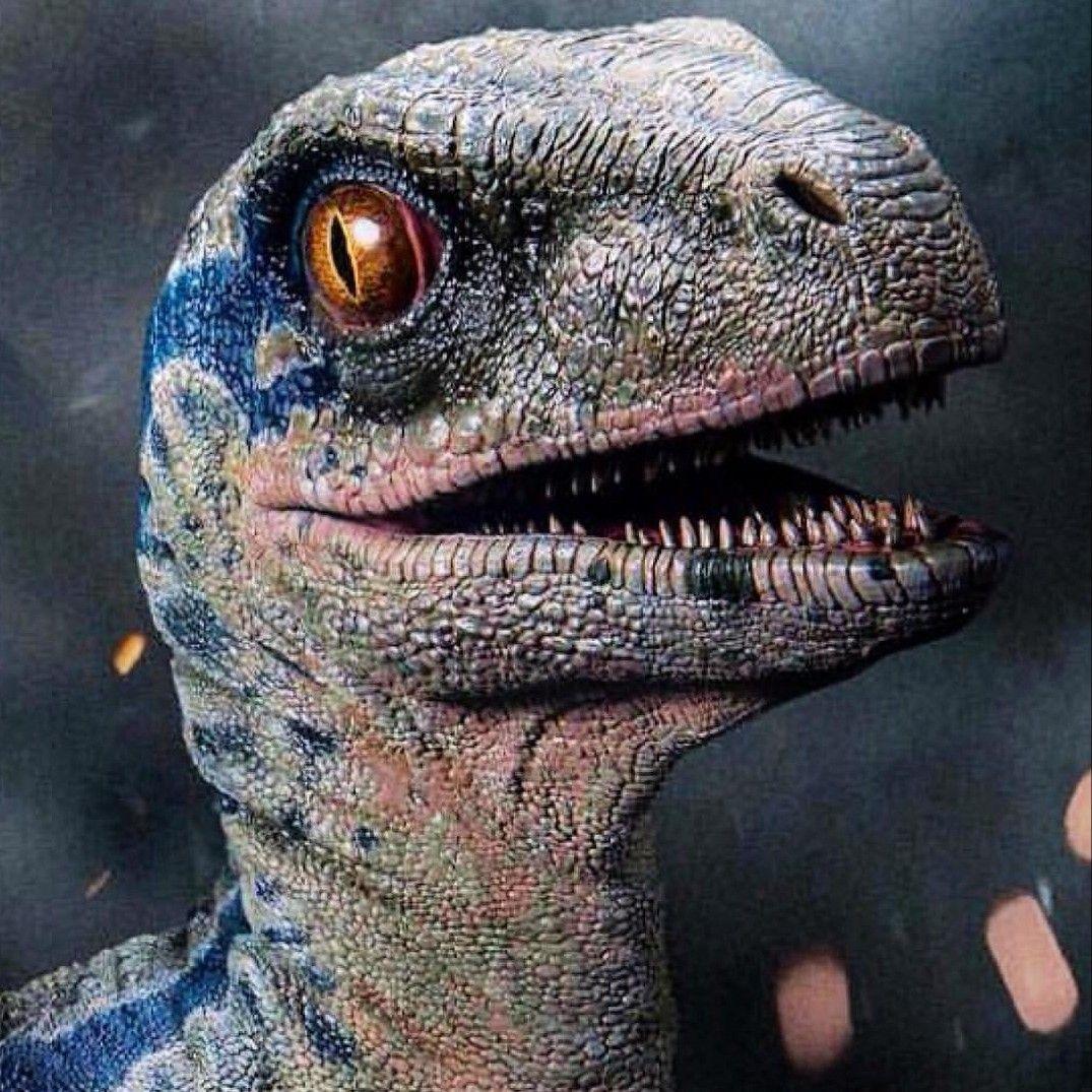 1075x1075 Baby blue .. Hình nền Jurassic world, Blue jurassic world, Hình ảnh khủng long