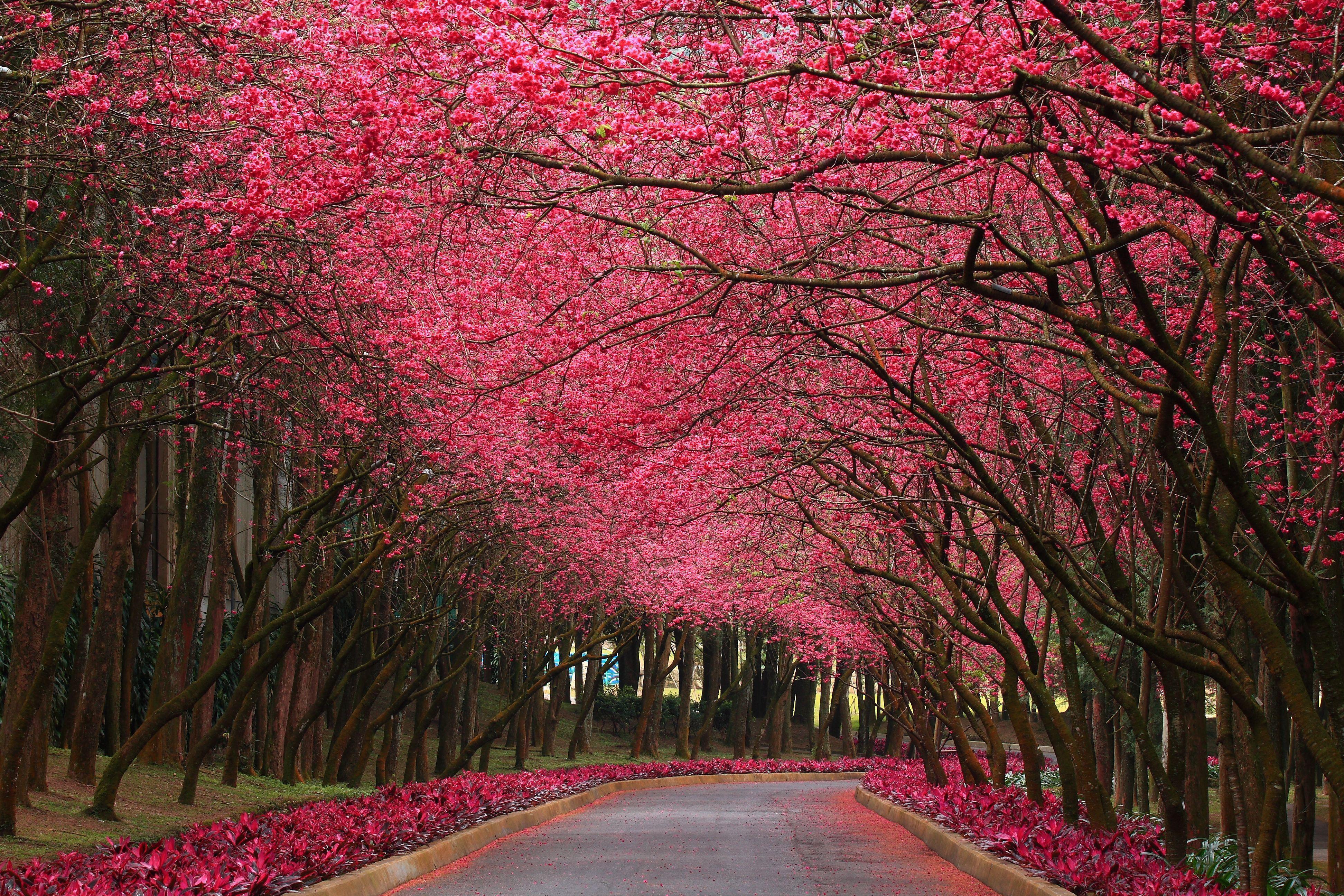 3888x2592 Flowering Trees Wallpaper