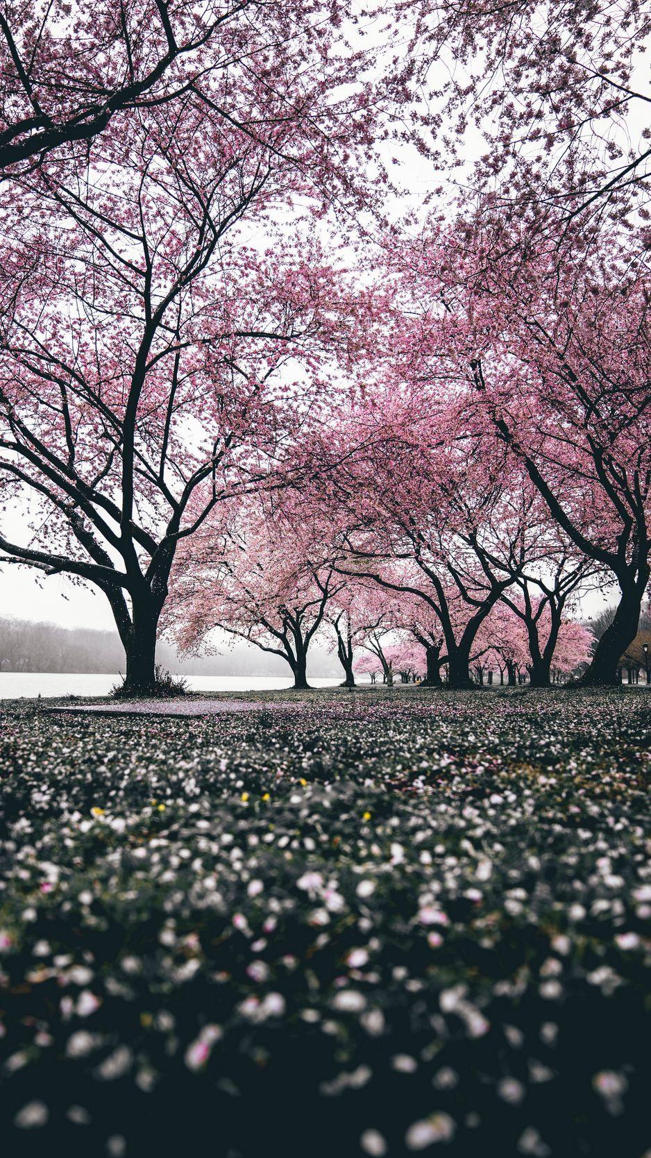 Flower Trees Wallpapers Top Free Flower Trees Backgrounds