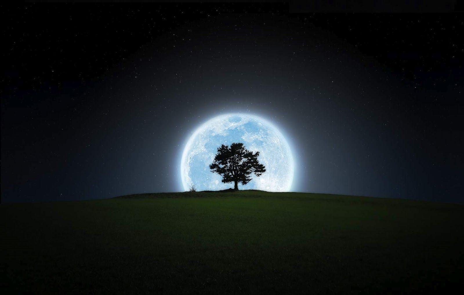 Moon and Tree Wallpapers - Top Free Moon and Tree Backgrounds