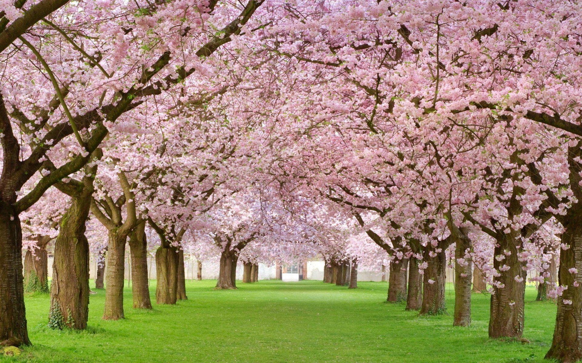 1920x1200 Cherry Blossom Tree Wallpaper