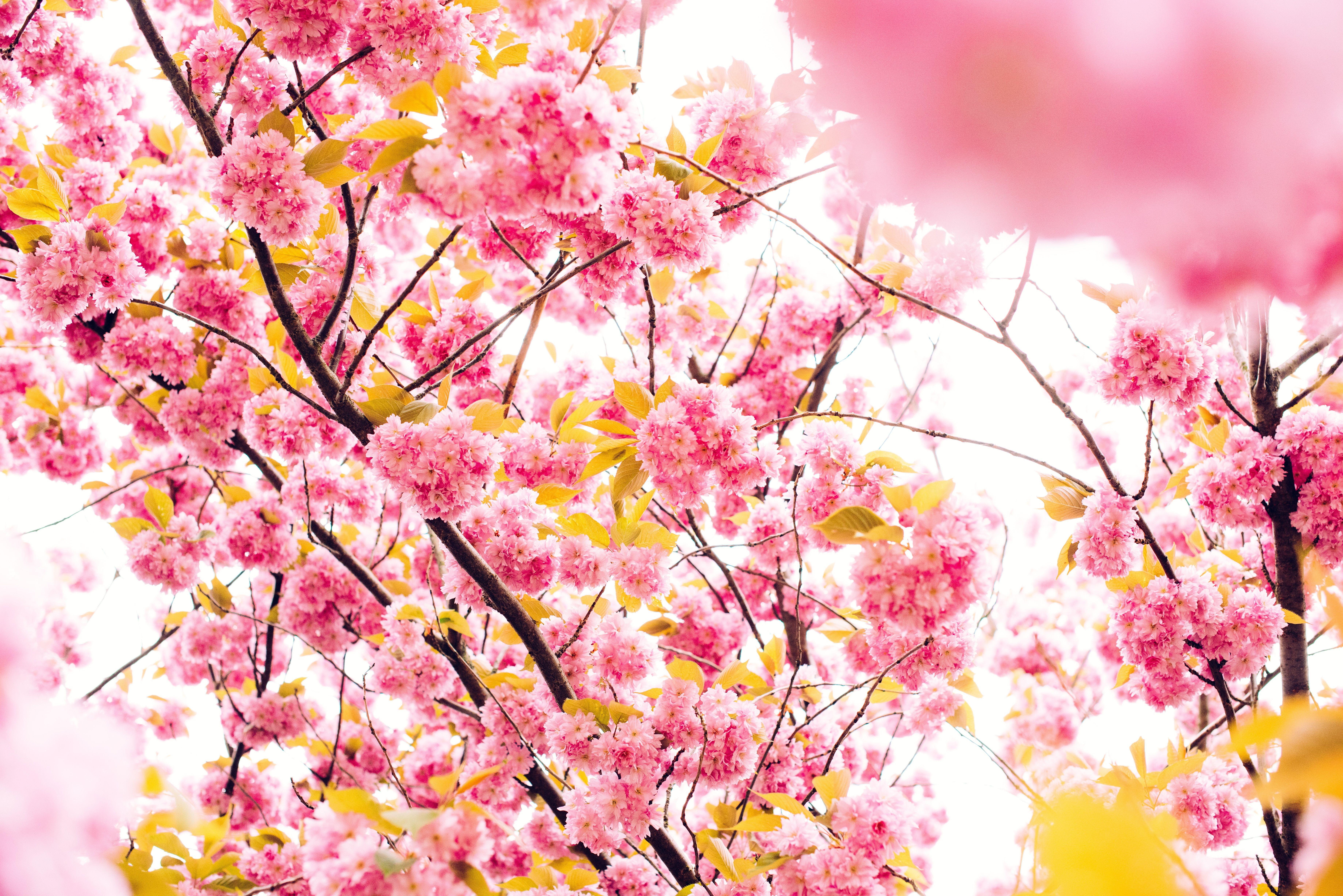 7360x4912 Download wallpaper 7360x4912 cherry, flowers, flowering, tree HD background