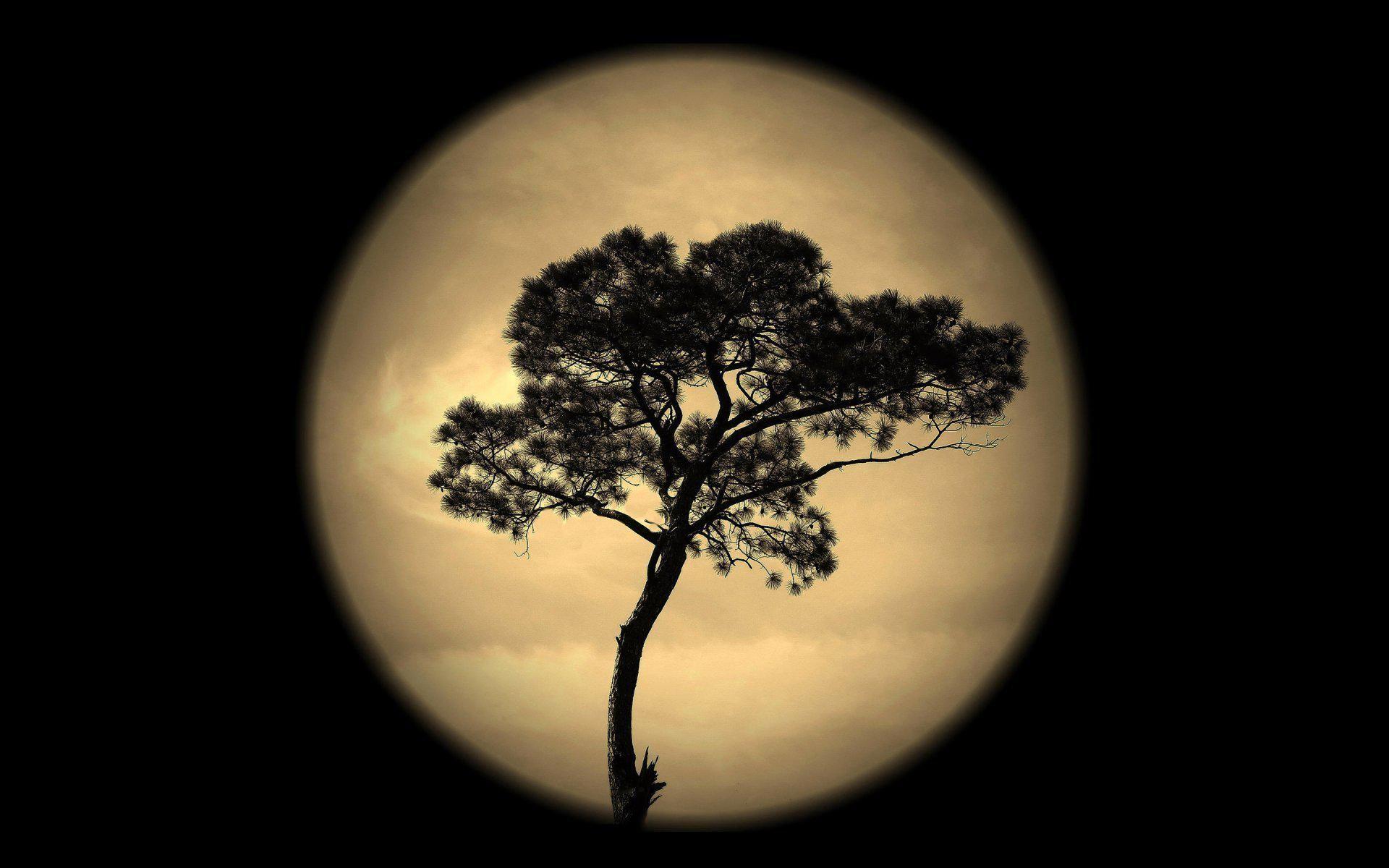 Moon and Tree Wallpapers Top Free Moon and Tree Backgrounds