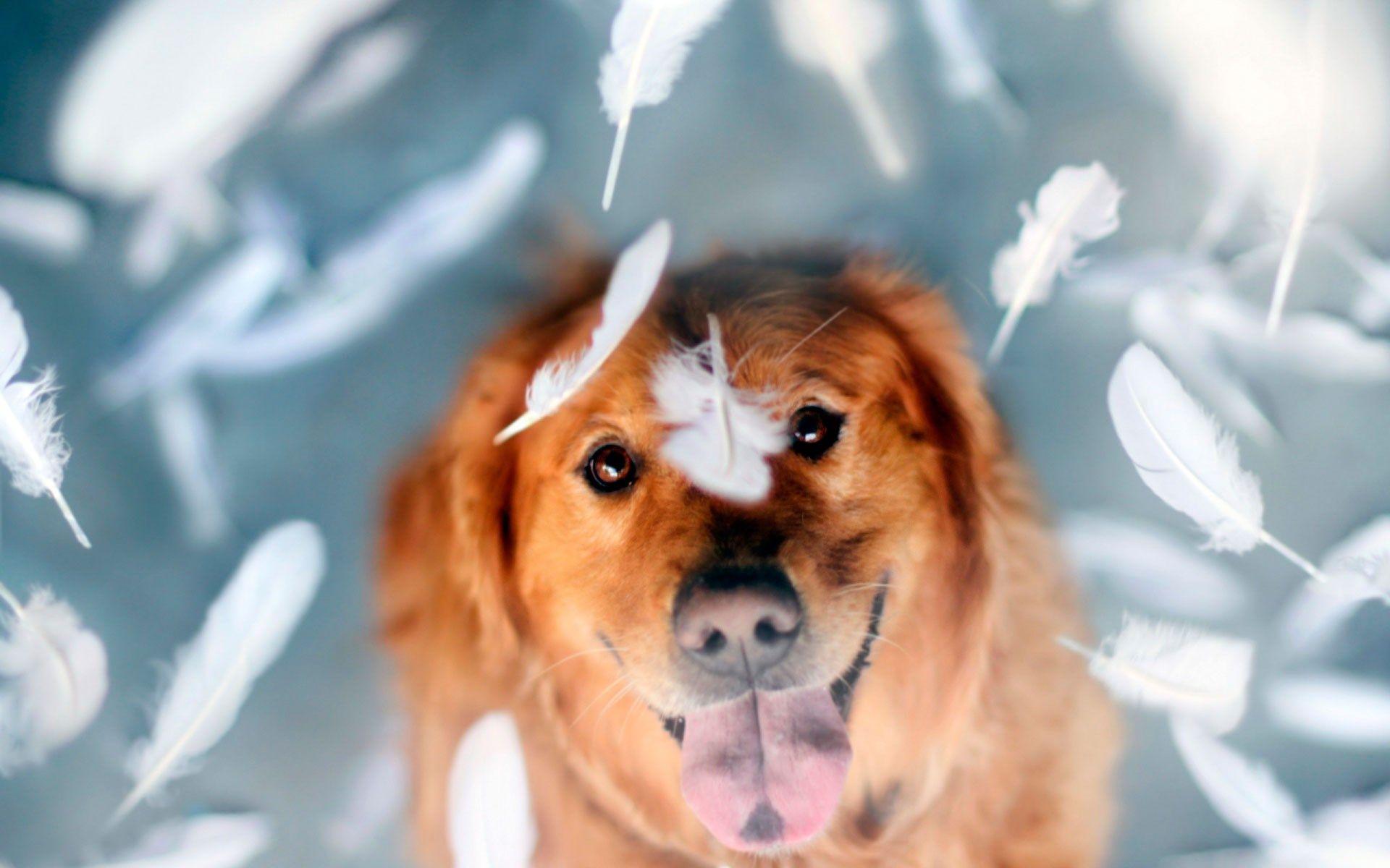 1920x1200 Cool Happy Dog Wallpaper