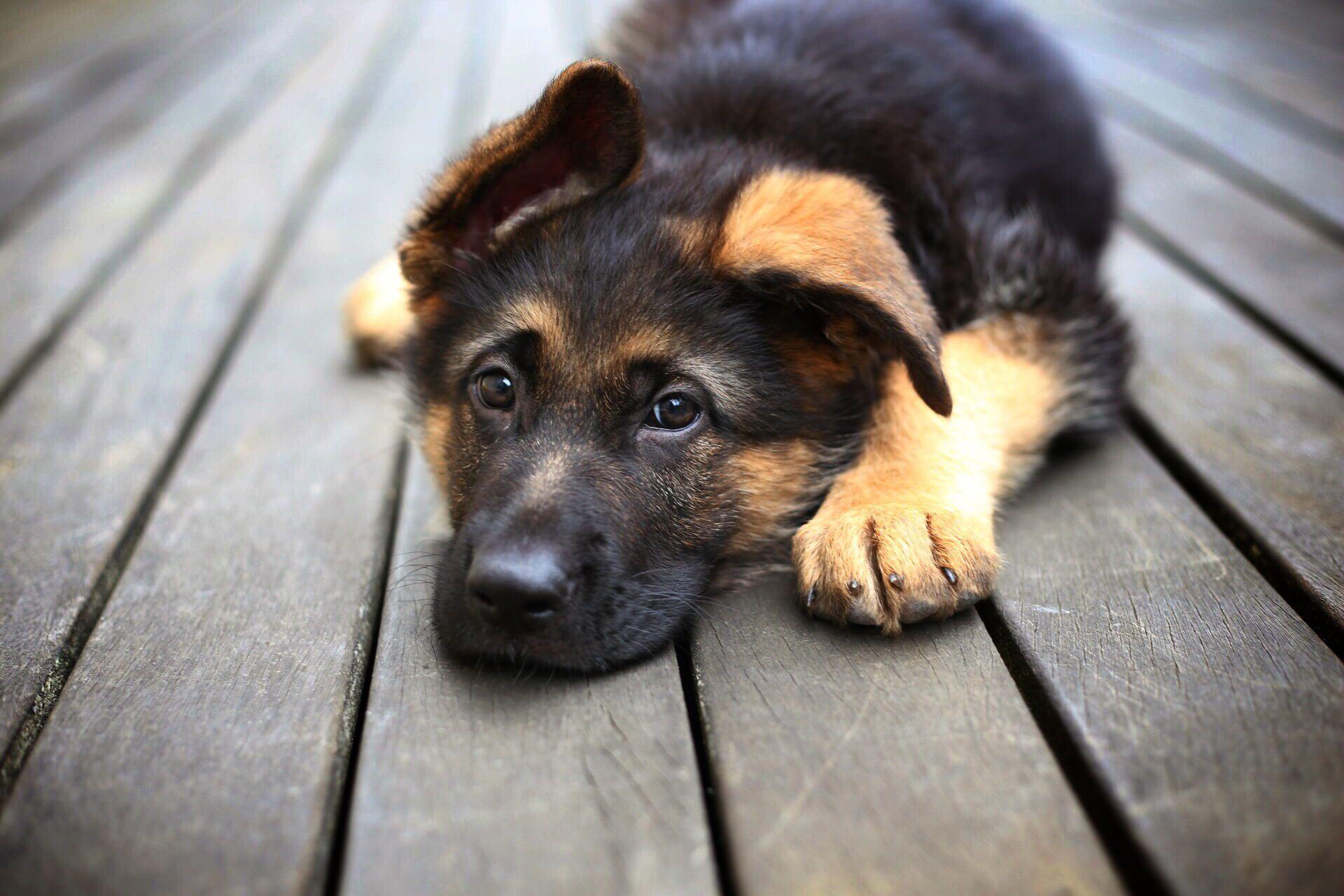 1920x1280 Cool Dogs Wallpaper