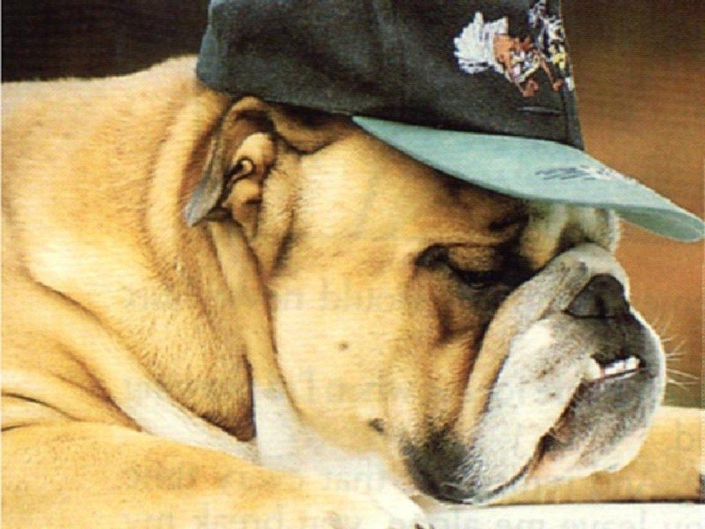 1024x768 Cool Dogs Background Superb Dogs Wallpaper