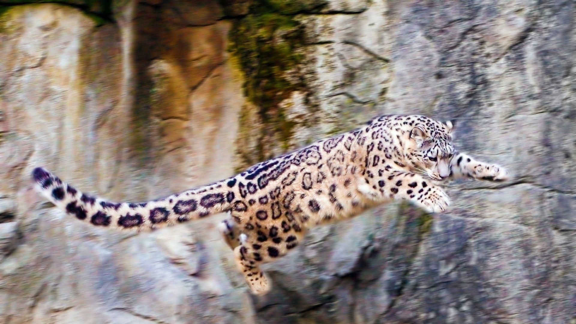 1920x1080 Download Wallpaper 1920x1080 snow leopard, jump, big cat, rocks Full HD 1080p HD Background