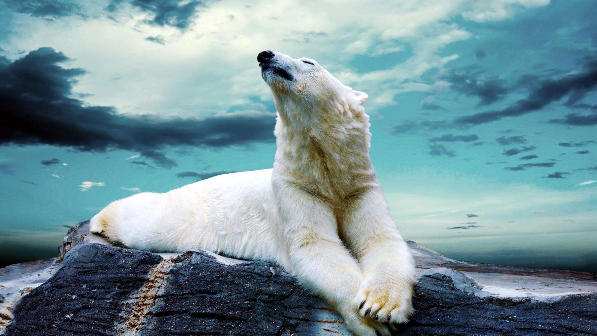1920x1080 Polar Bear Wallpaper HD
