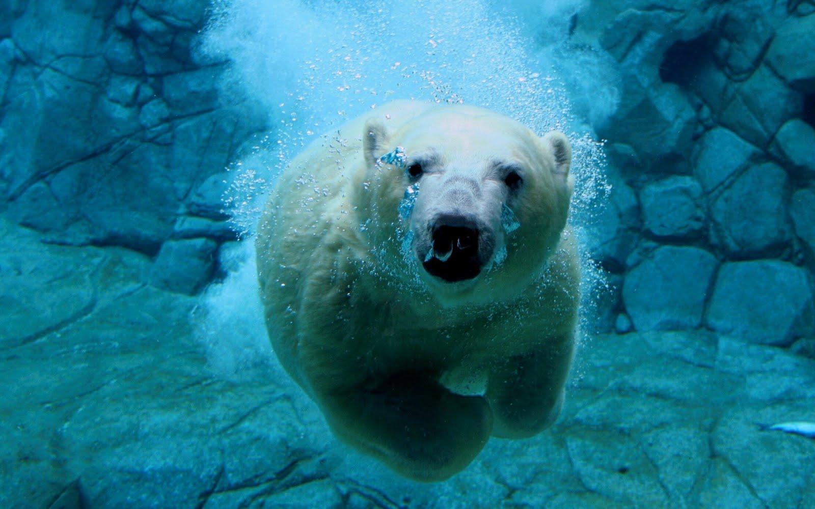 1600x1000 Free Cool Wallpaper: polar bear