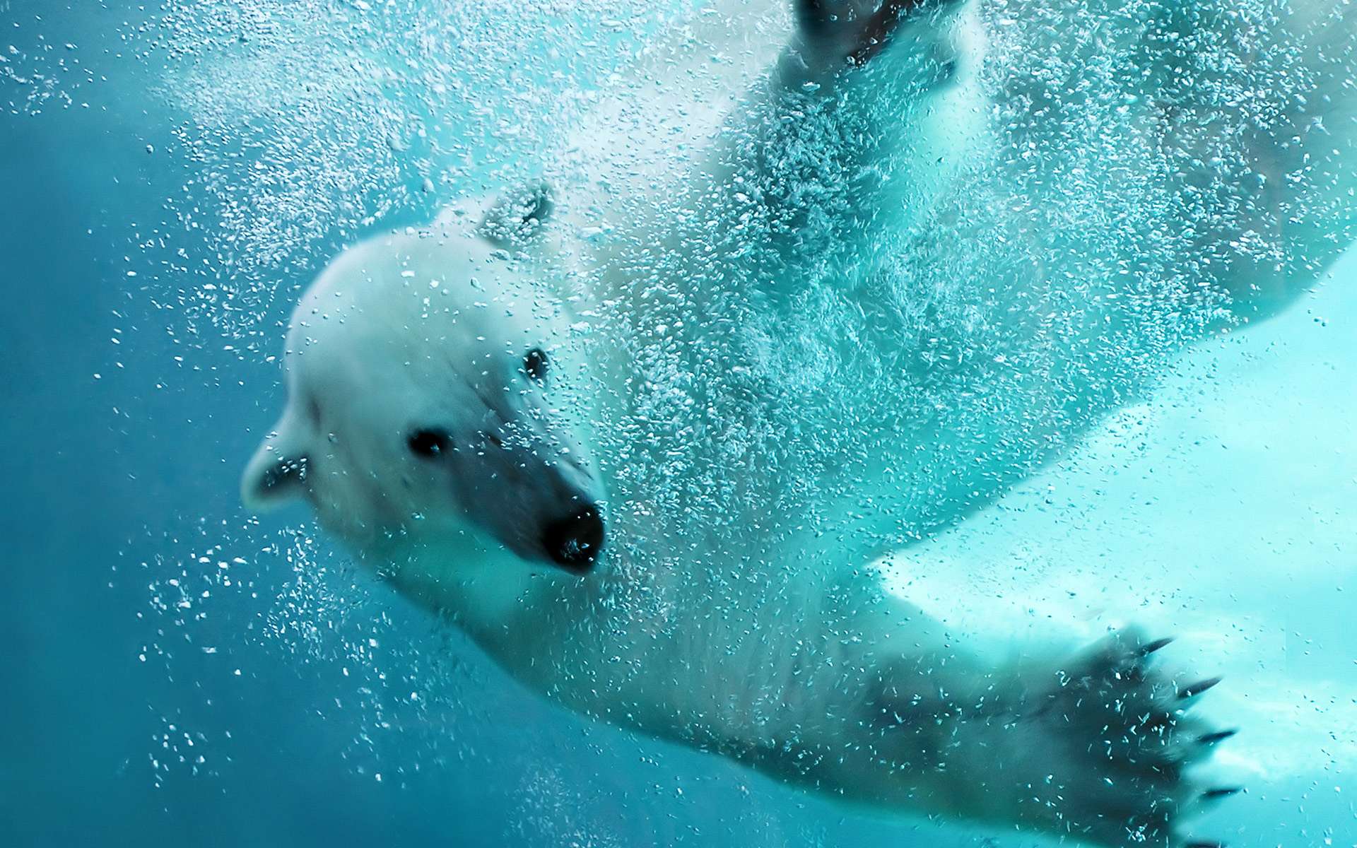 1920x1200 Polar Bear Wallpaper For Desktop