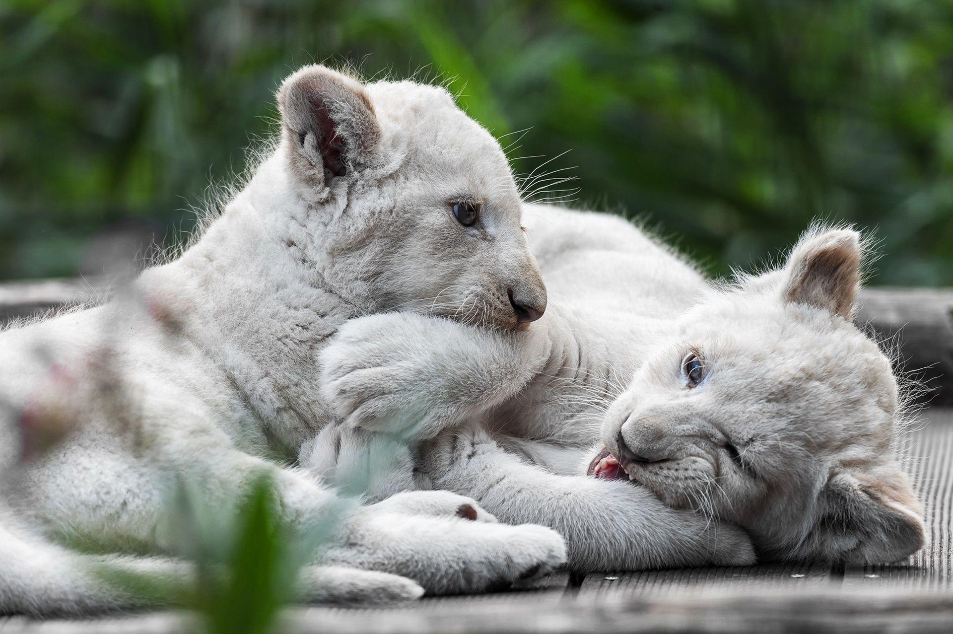 1920x1277 Baby Animal, Big Cat, Cub, Lion, White Lion Wallpaper
