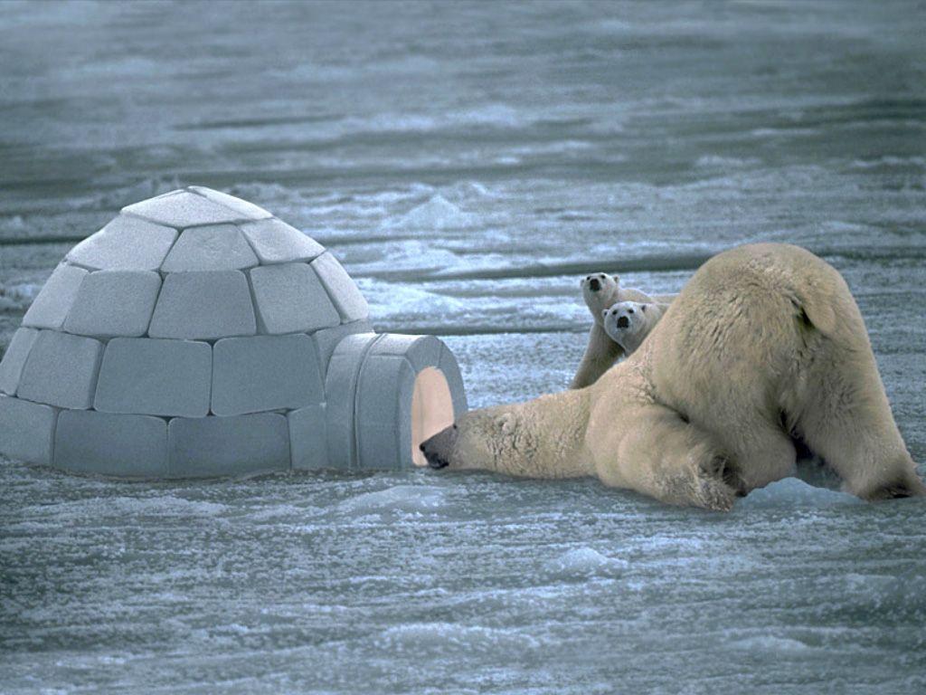 1024x768 Funny Animal: Polar bear wallpaper hd