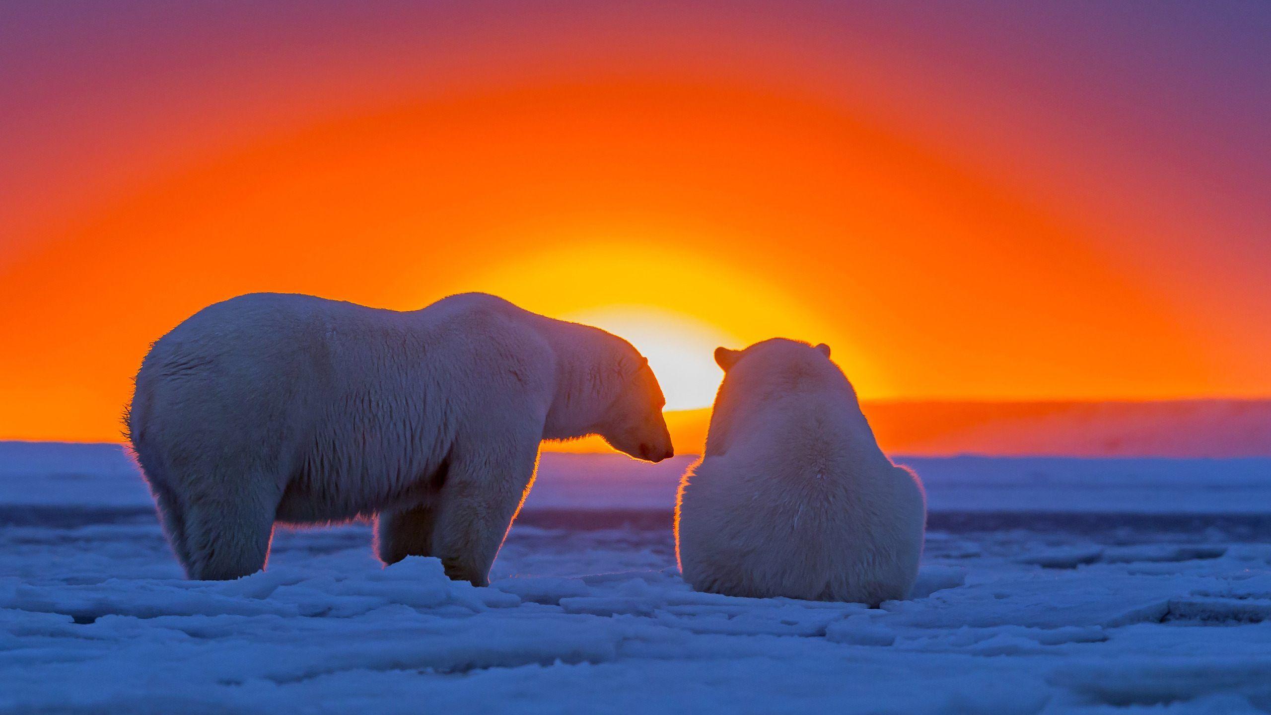 2560x1440 Polar Bear Wallpaper HD Resolution Free Download > SubWallpaper