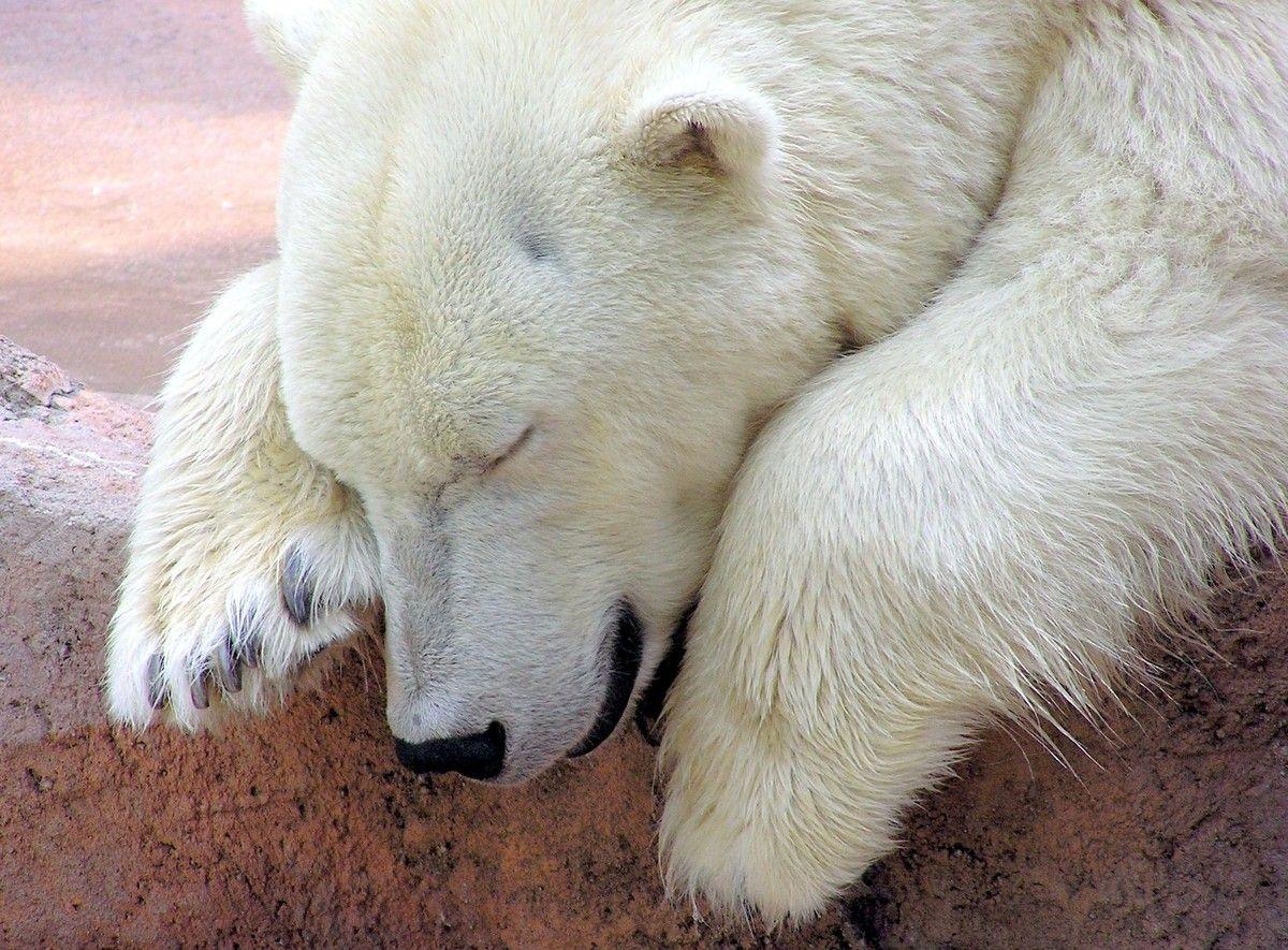1200x885 Keep your cool with these chill polar bear wallpaper