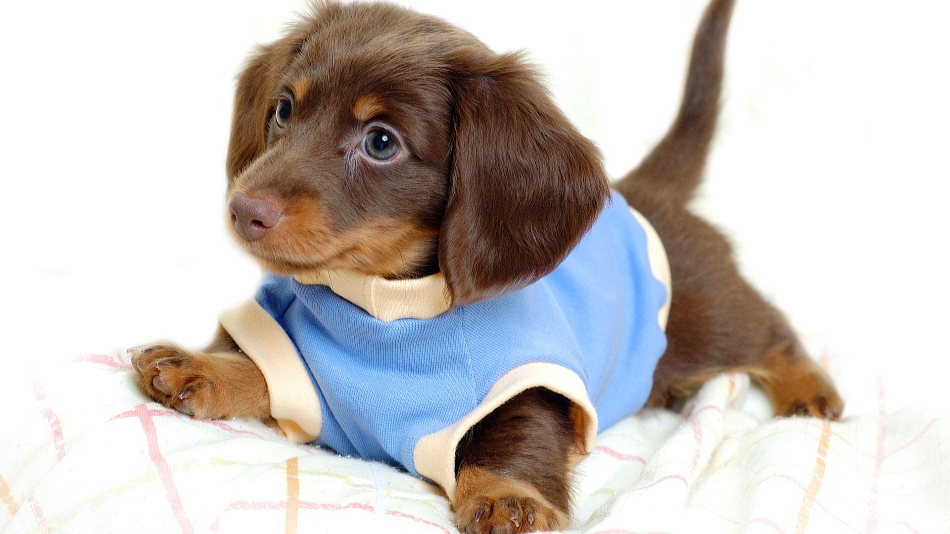 1920x1080 Little Dogs wallpaperx1080