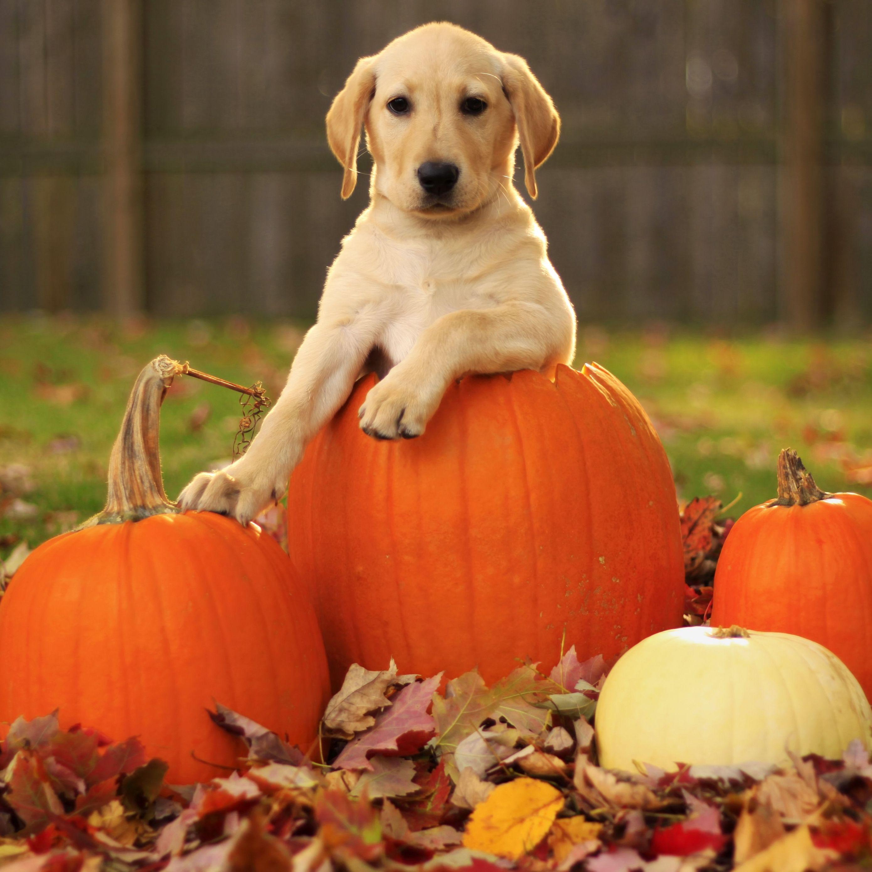 Thanksgiving Ipad Wallpapers Top Free Thanksgiving Ipad Backgrounds Wallpaperaccess