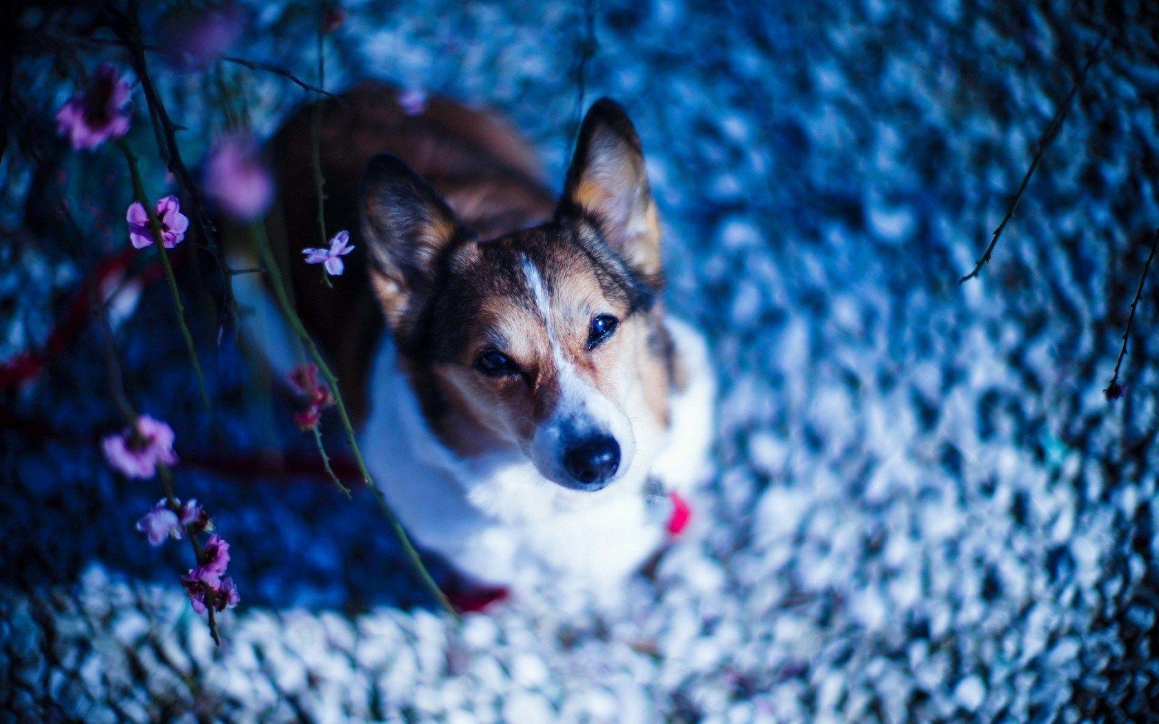 1680x1050 Download Cool Dog Look Wallpaper 44127 1680x1050 px High Definition Wallpaper