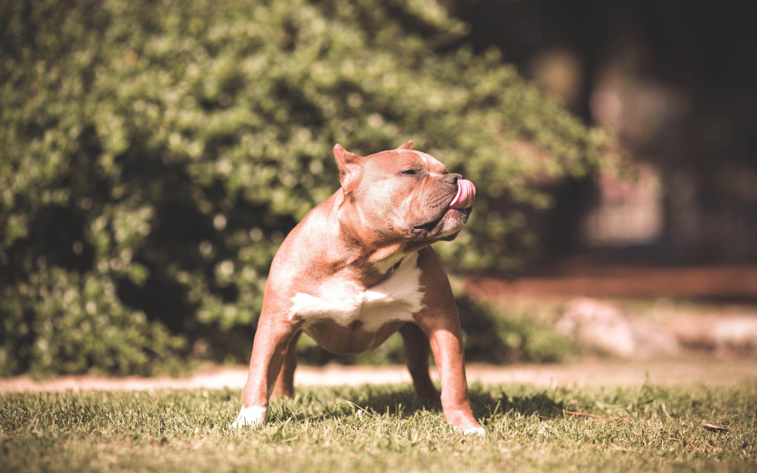 2560x1600 Pitbull Dogs Wallpaper. Pitbull Dogs Picture. Cool Wallpaper 1347 - Pitbull Dog Puppy HD Wallpaper