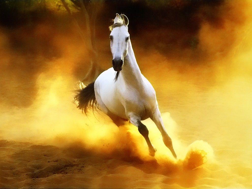 1024x768 arabian horses Search Results. Horse wallpaper, Horses, Beautiful horse barns