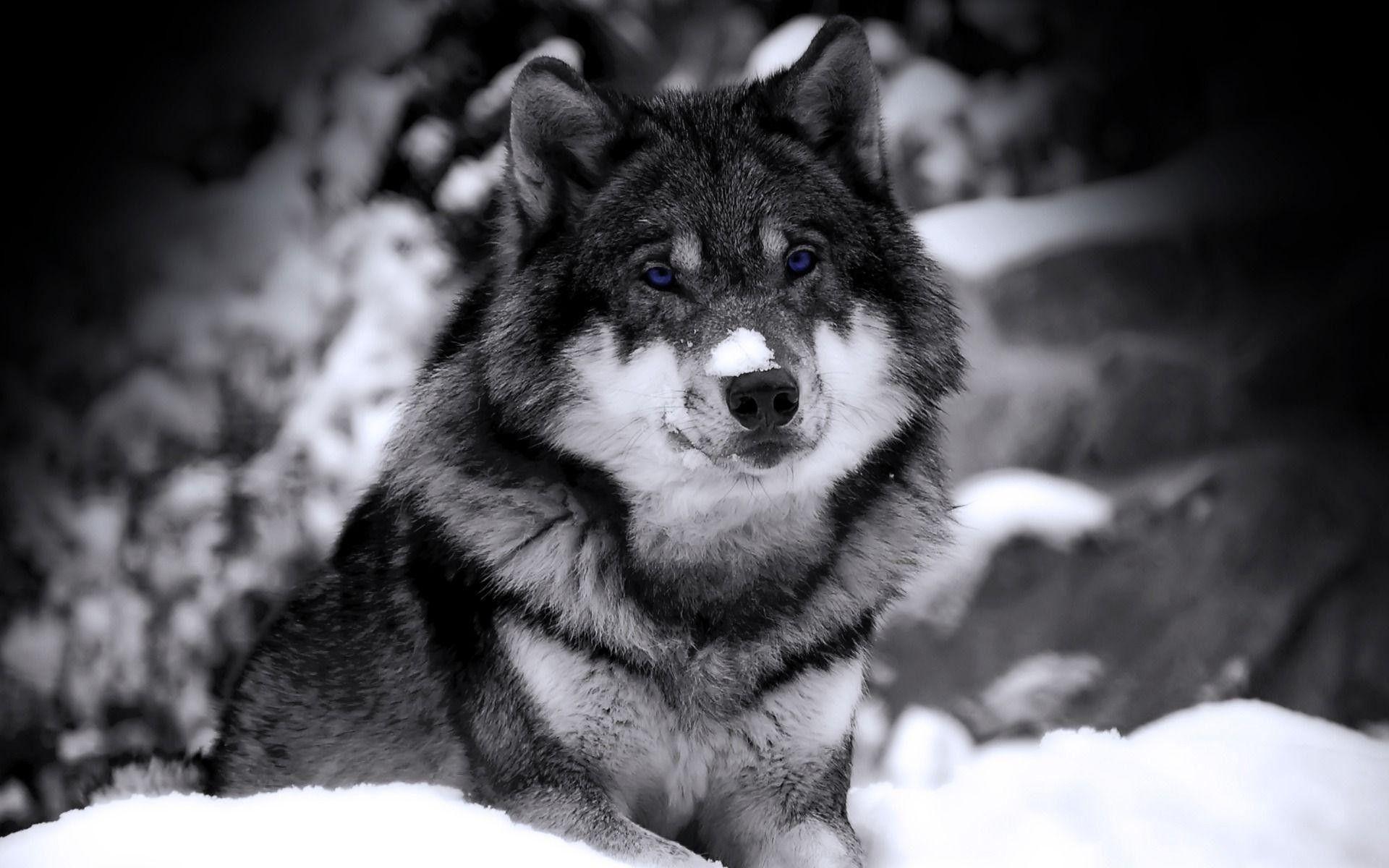 1920x1200 Cool Wolf Wallpaper
