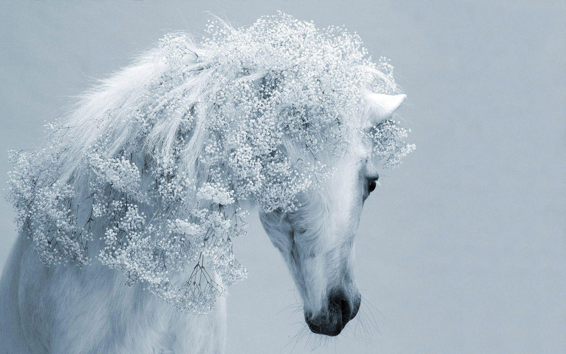 1920x1200 White horse