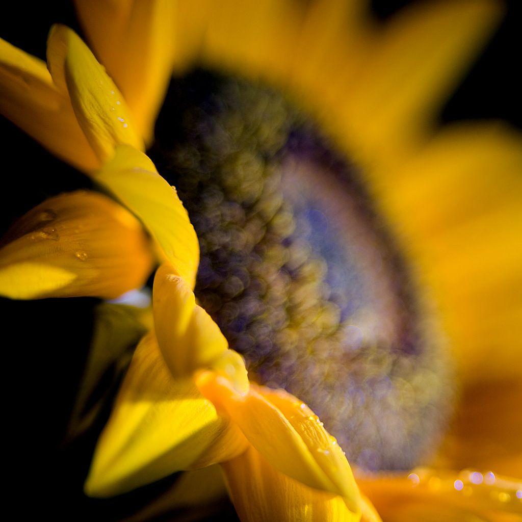 1024x1024 Wedding Sunflower (iPad Wallpaper). From The Maxwell Giroux