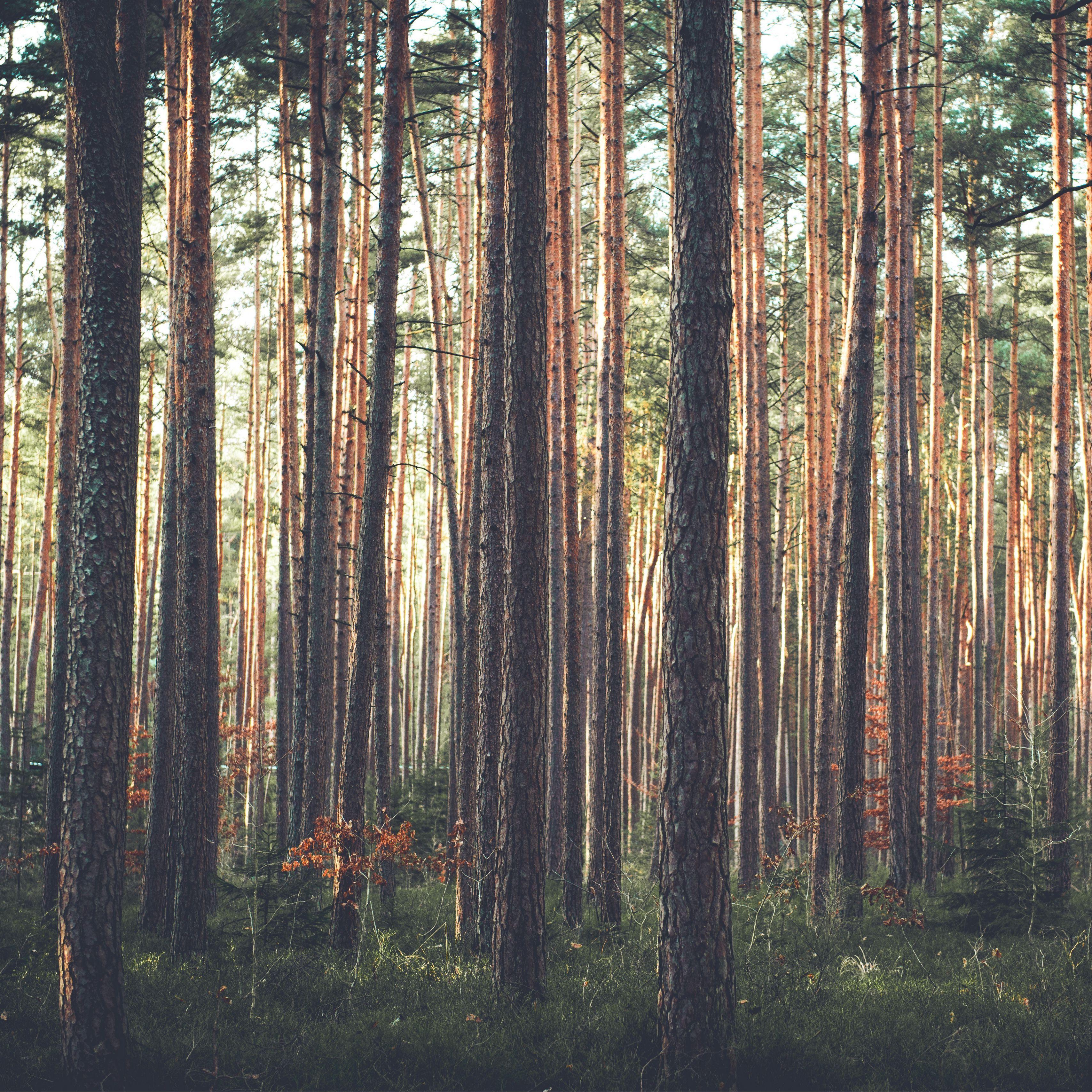 3415x3415 Download wallpaper 3415x3415 forest, pine, trees, grass ipad pro 12.9 retina for parallax HD background
