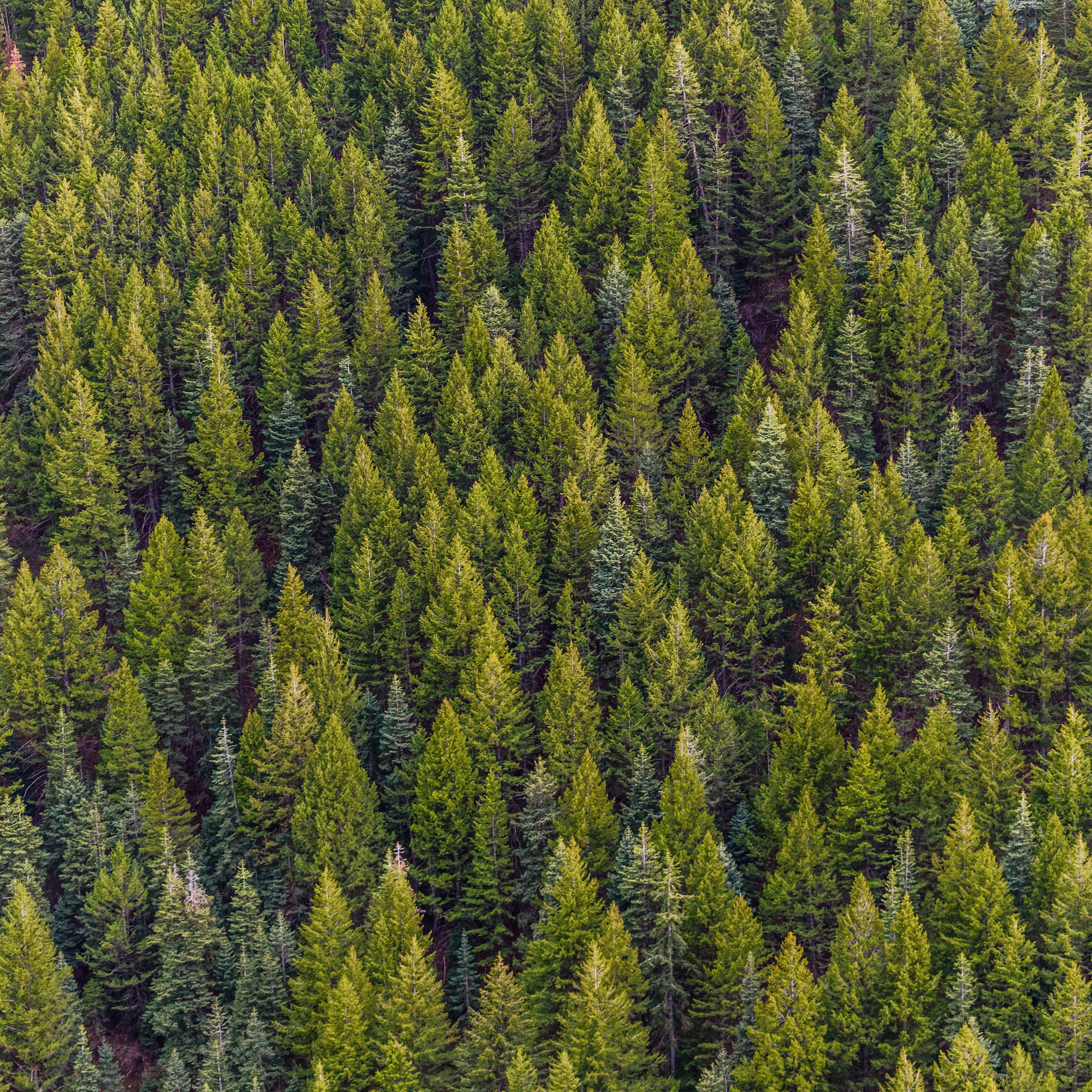 5120x5120 Nature Wood Forest Wallpaper