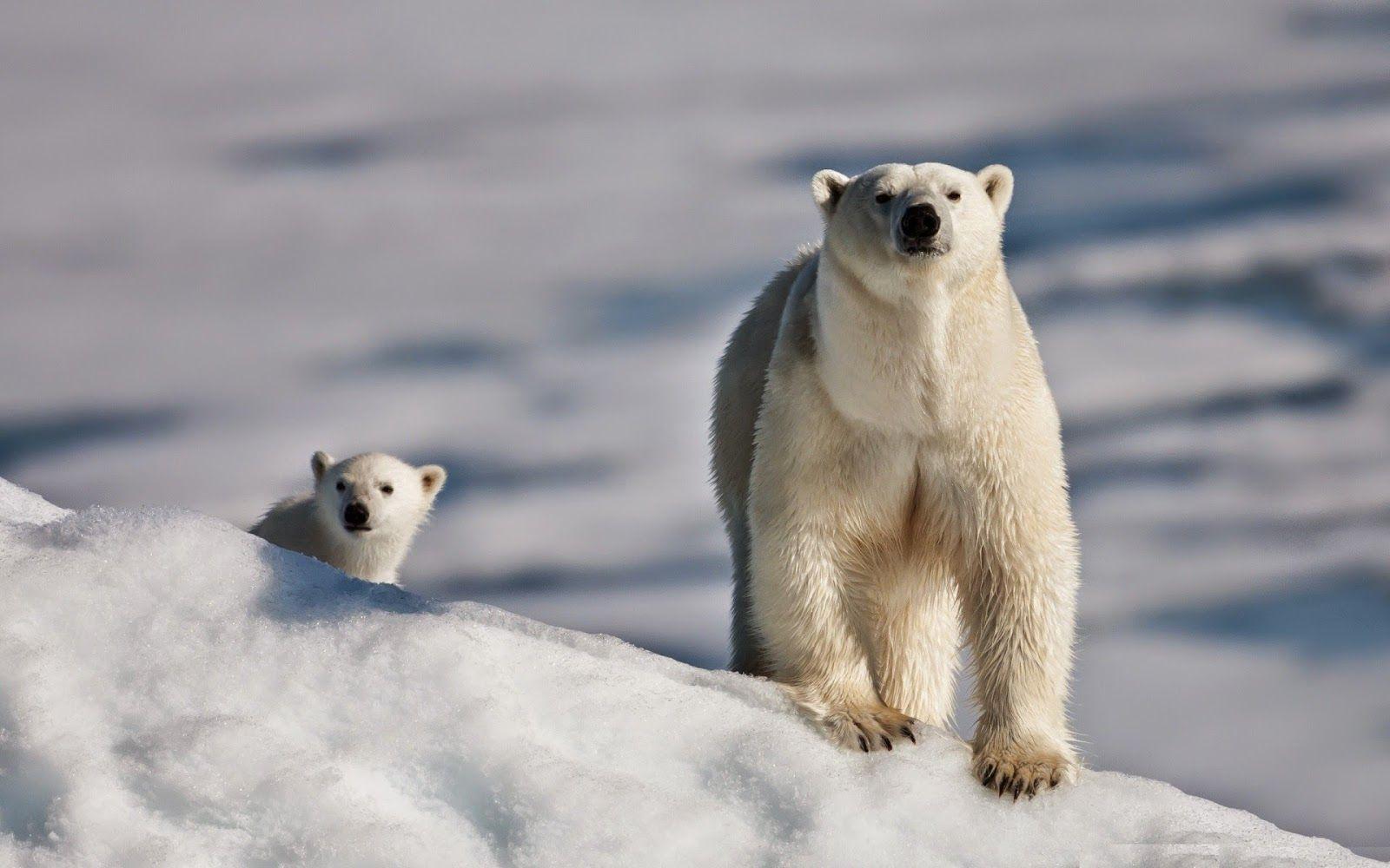 1600x1000 Polar Bear