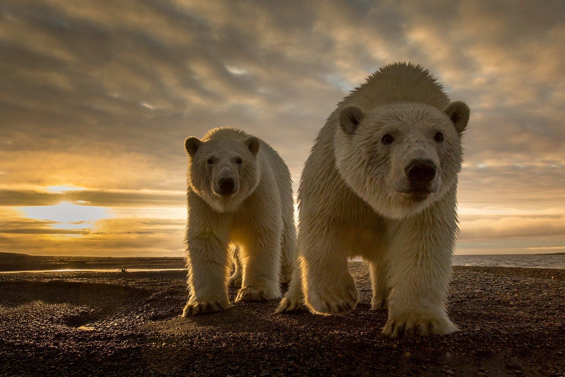 1920x1280 Polar Bear Wallpaper for Android