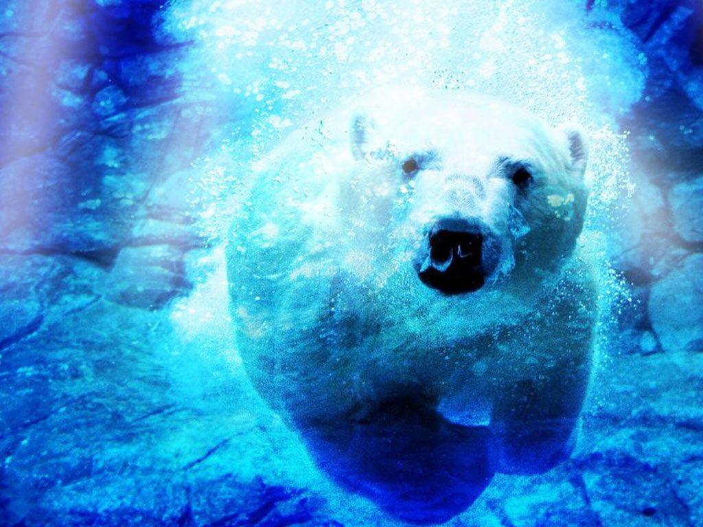 1024x768 Polar Bears Wallpaper