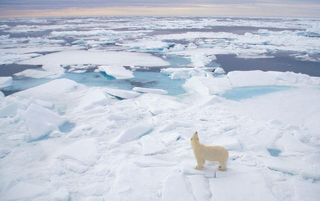 1280x804 Polar Bear Amazing Snow Scenic wallpaper. Polar Bear Amazing Snow Scenic
