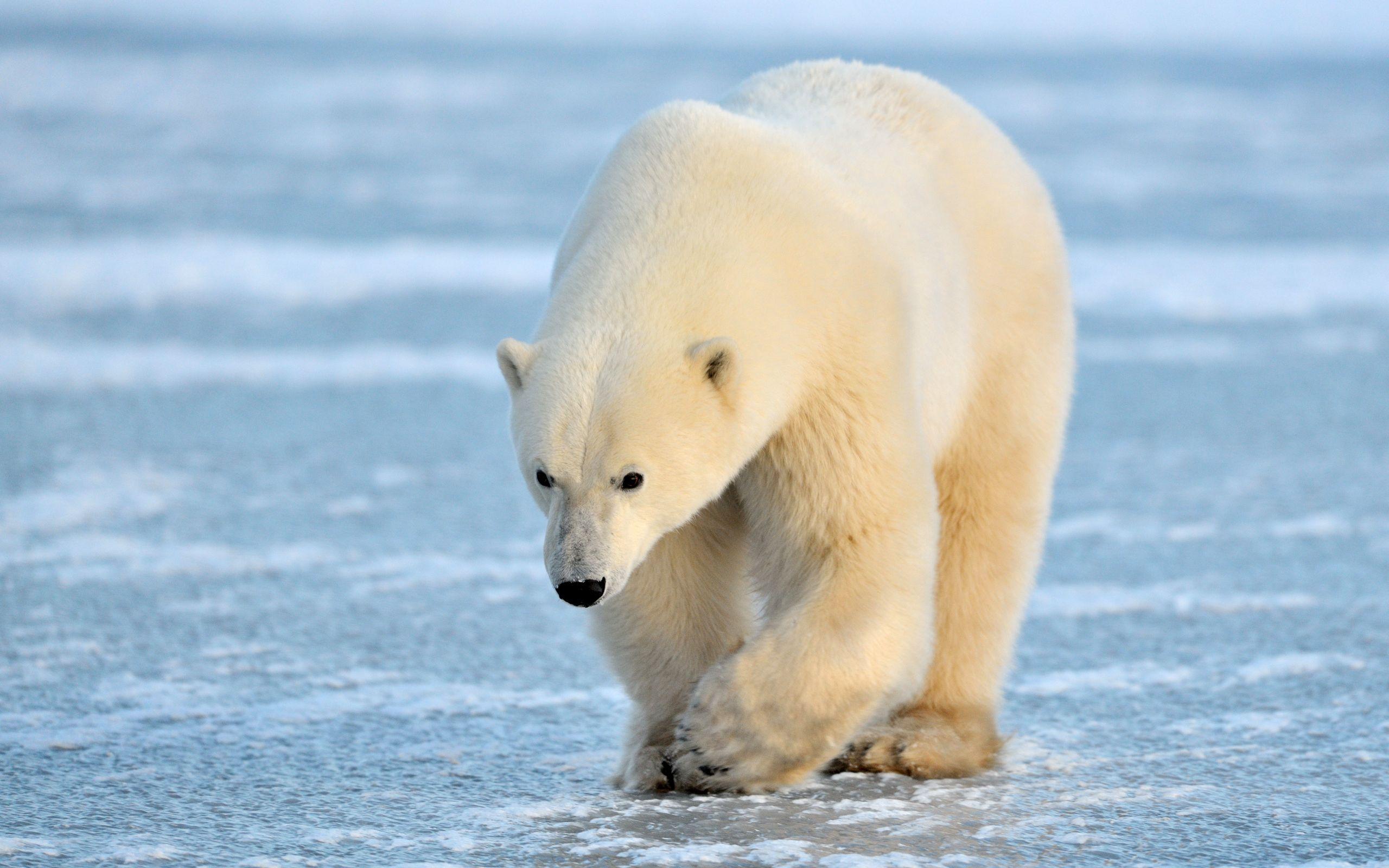2560x1600 Polar Bear wallpaperx1600