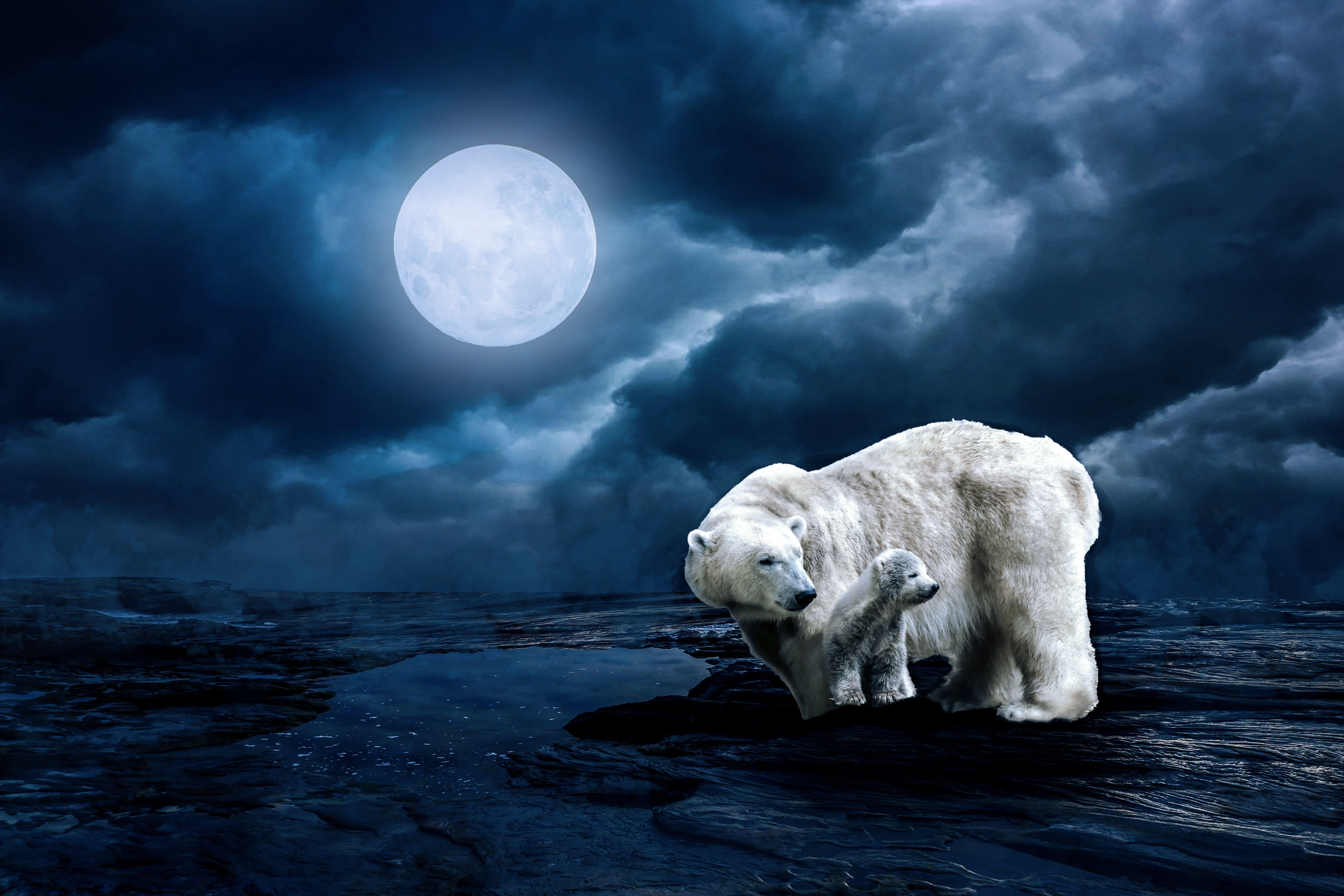 6000x4000 Polar Bear Wallpaper 4k HD Wallpaper