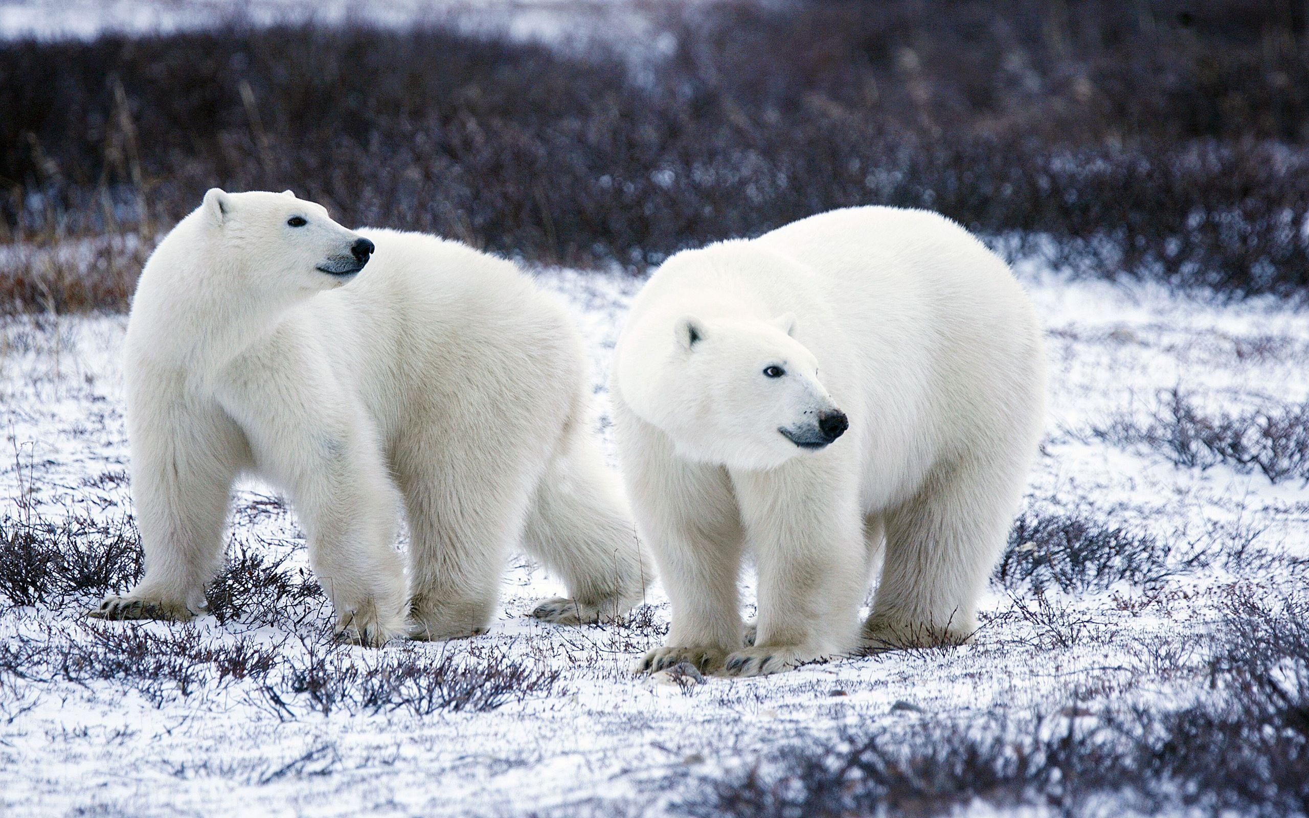 2560x1600 Polar Bear Background Wallpaper. Animals Wallpaper Gallery