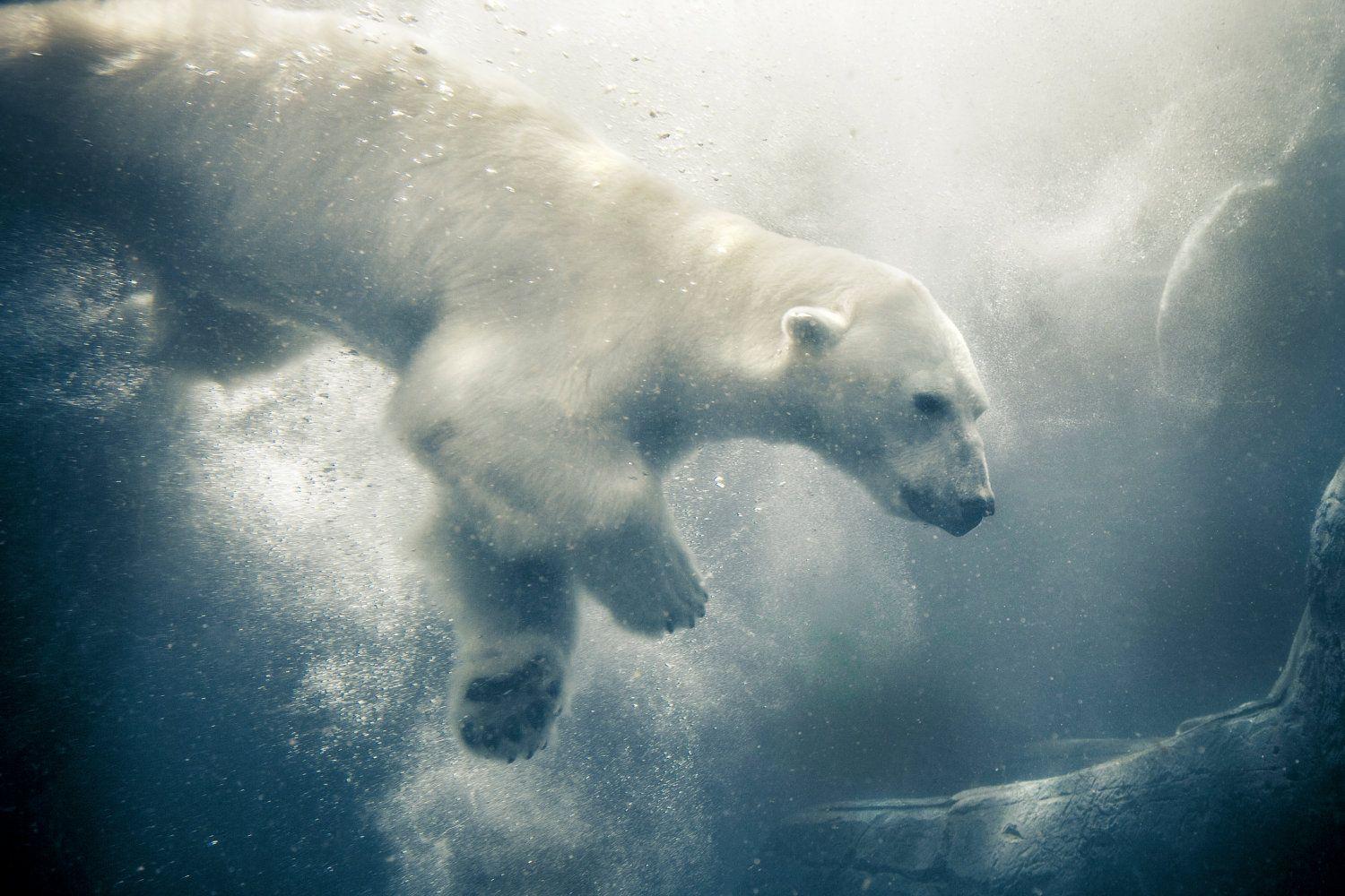 1500x1000 Polar Bear Wallpaper