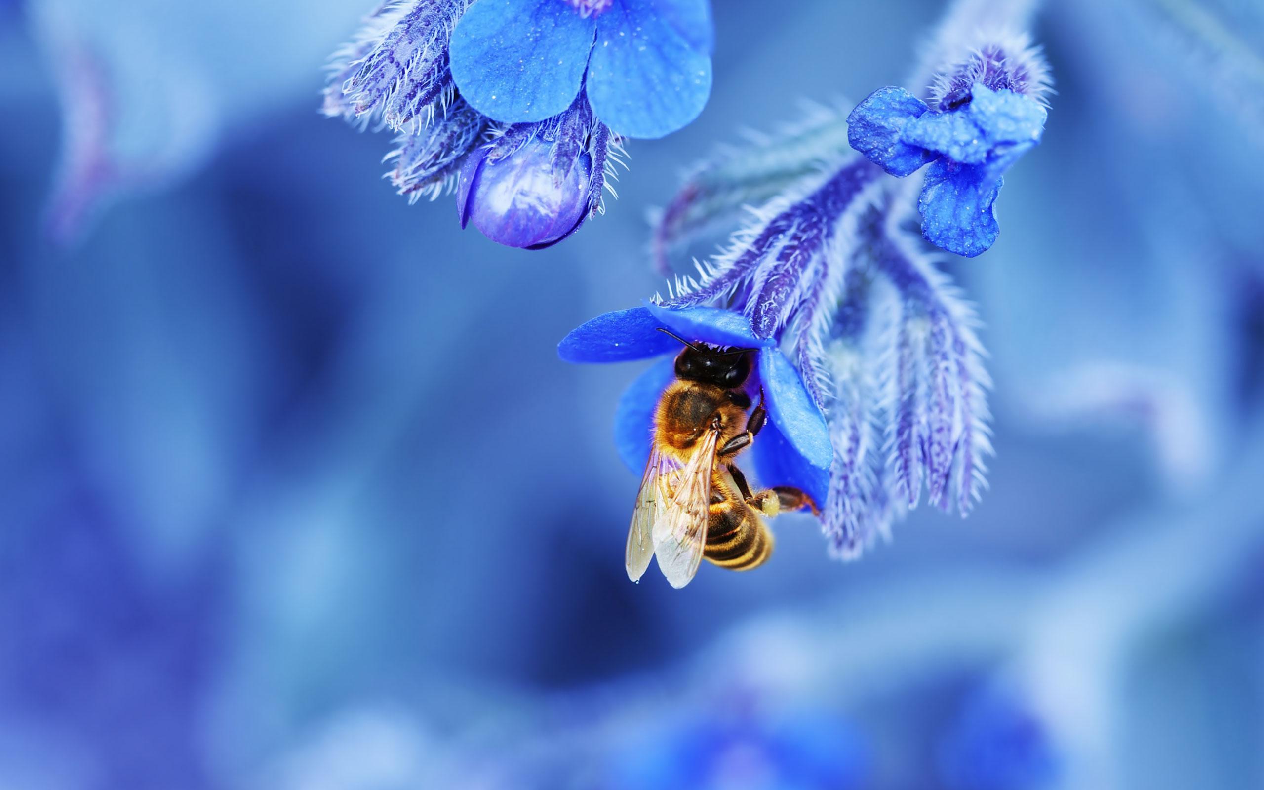 Cool Bee Wallpapers - Top Free Cool Bee Backgrounds - WallpaperAccess