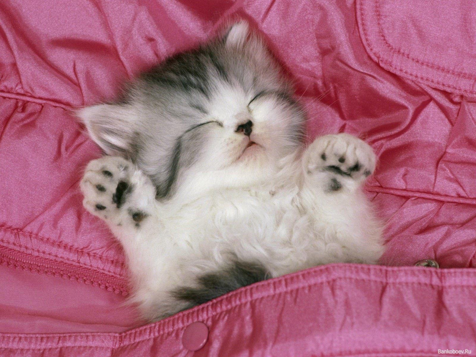 1600x1200 Wallpaper kitty cat cat animal