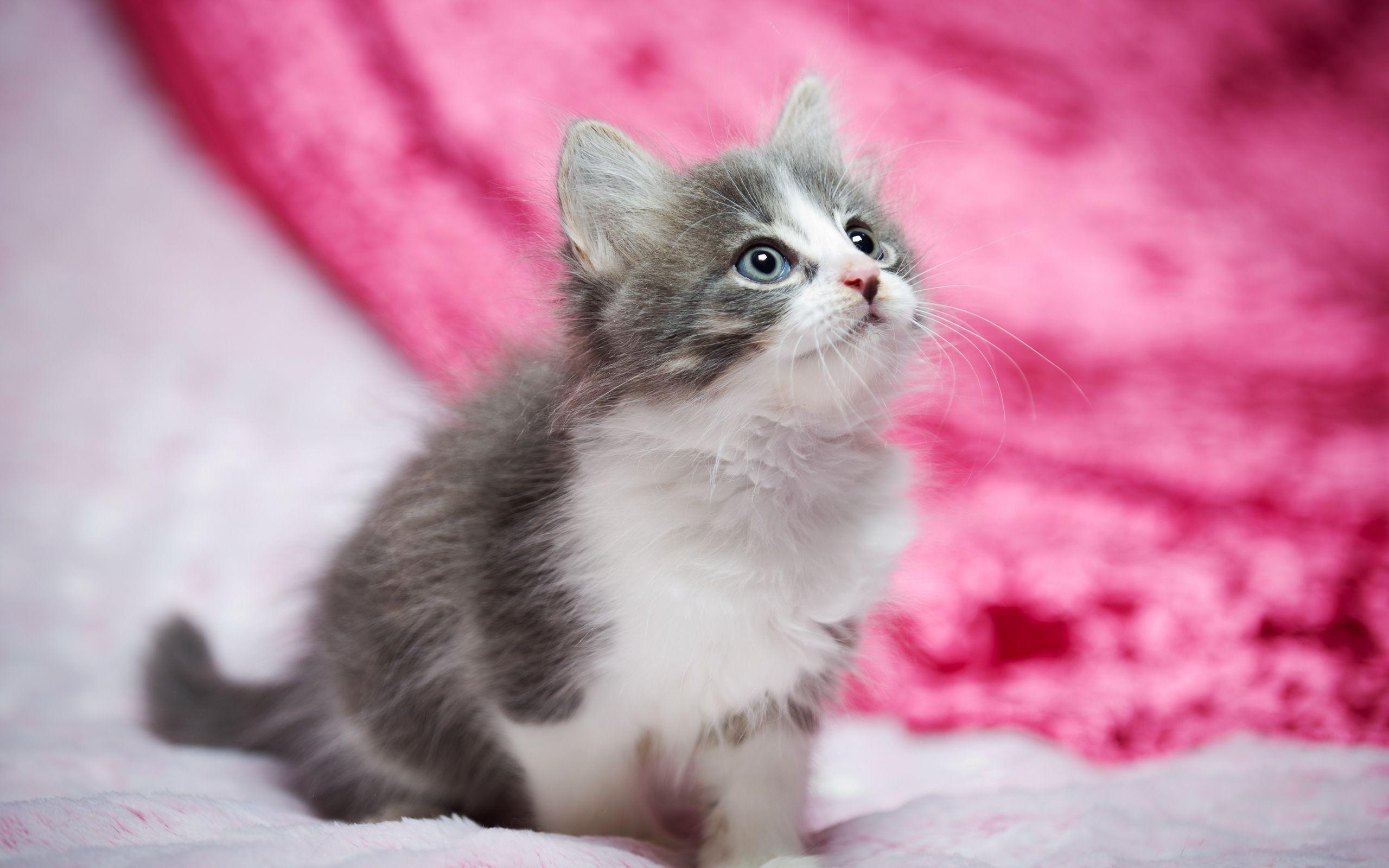 Kitty Cat Wallpapers - Top Free Kitty Cat Backgrounds - WallpaperAccess Kitty Cat Wallpapers - Top Free Kitty Cat Backgrounds - WallpaperAccess