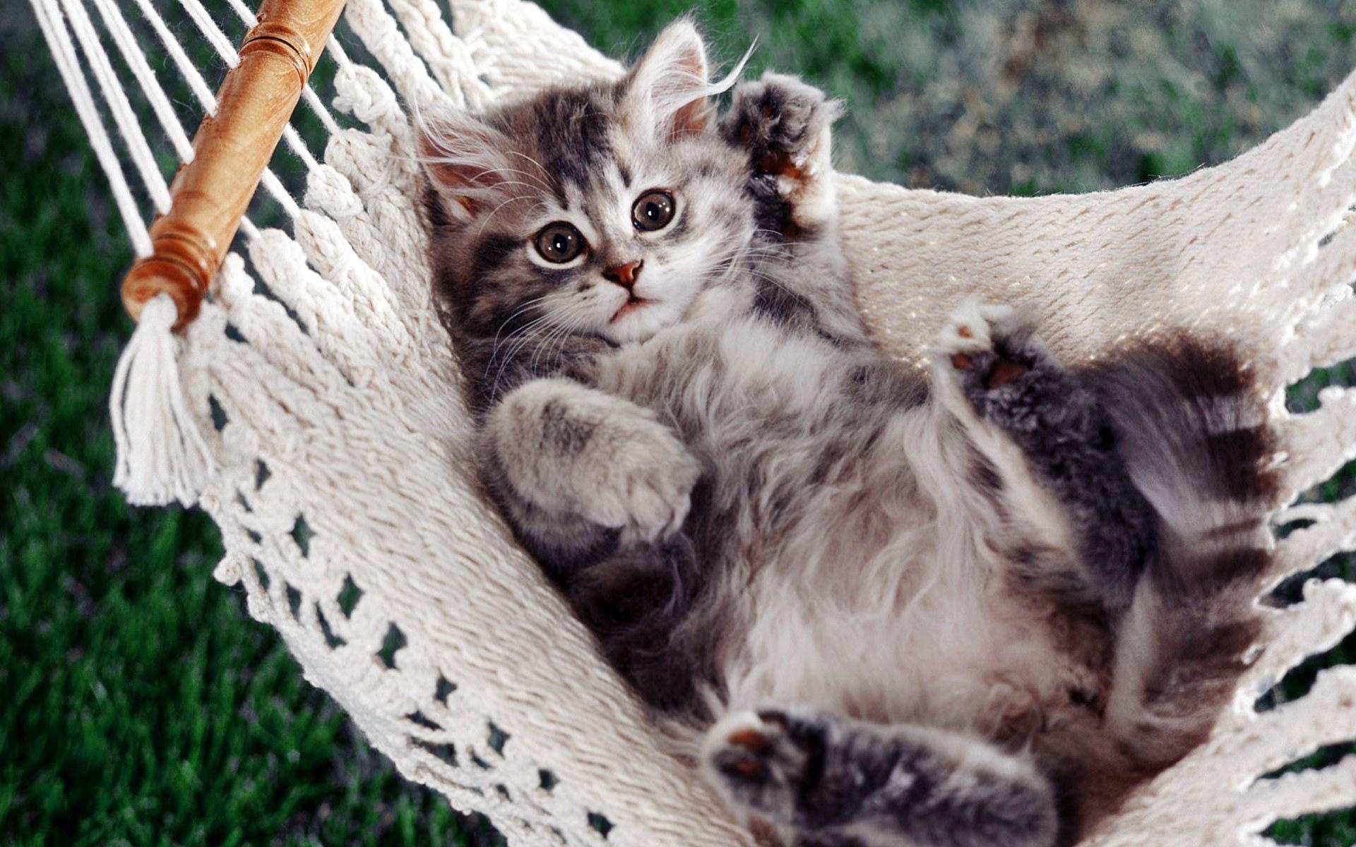 1920x1200 Cat, wallpaper, background, napper, funny, desktop, kitty