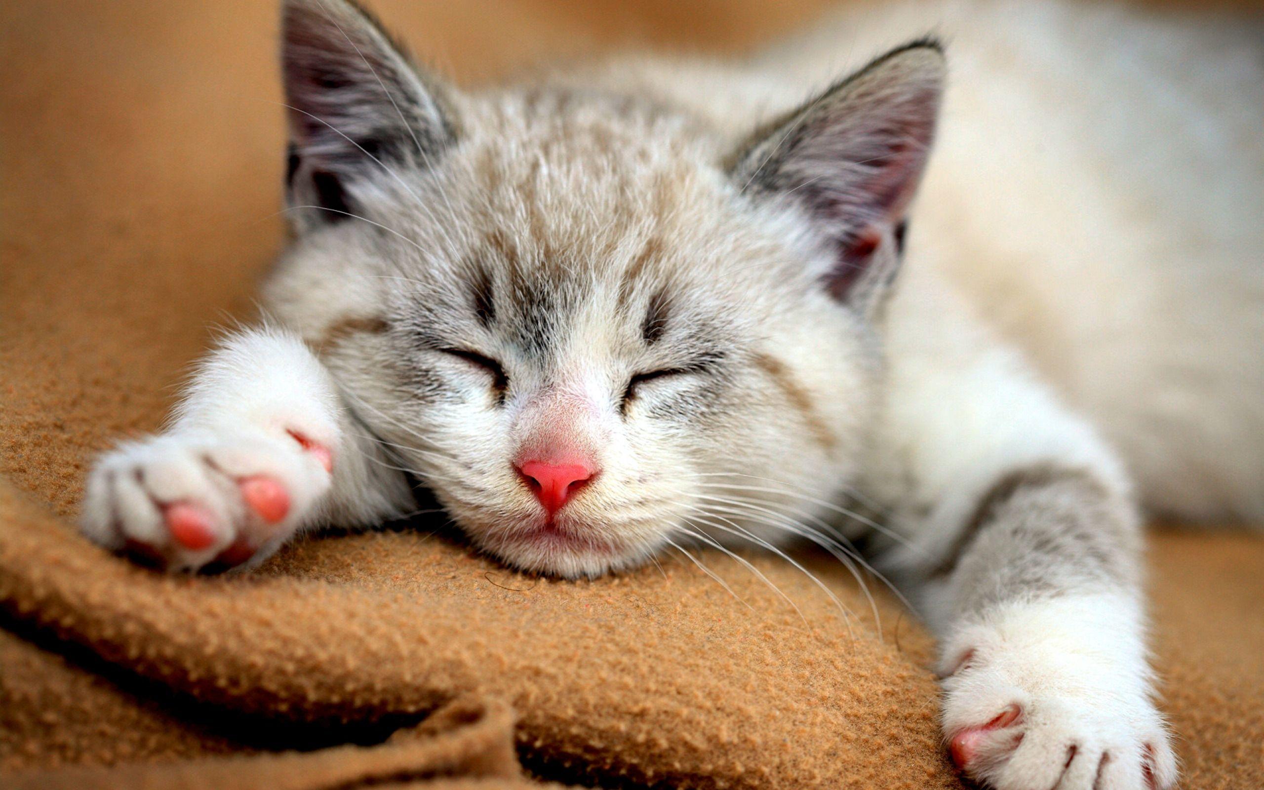 2560x1600 Adorable Cat Wallpaper