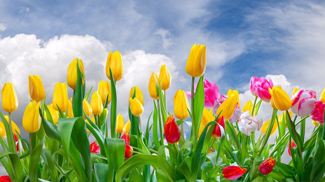 Tulips PC Wallpapers - Top Free Tulips PC Backgrounds - WallpaperAccess