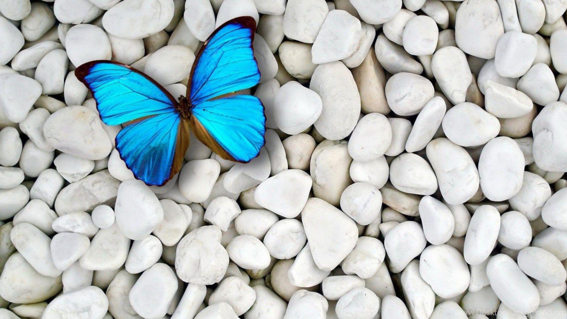 1920x1080 Blue Butterfly Wallpaper Background 1728 1920x1200 UMad.com Desktop Background
