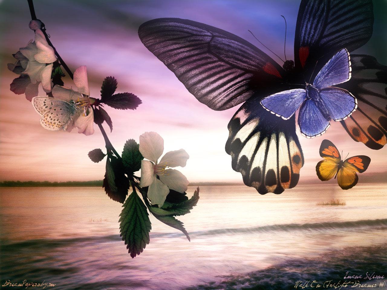 1280x960 Butterfly wallpaper HD for desktop background