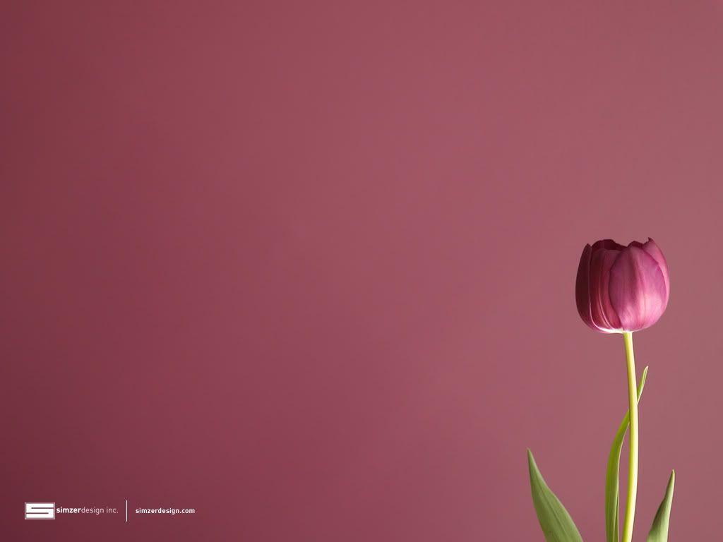 1024x768 Tulip Wallpaper for Desktop